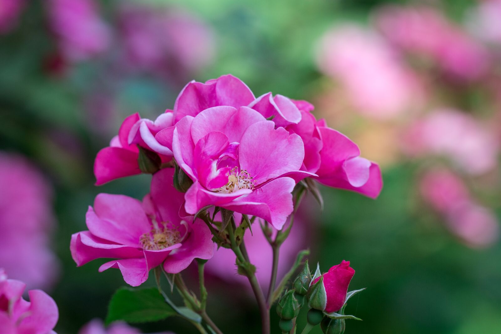 Nikon D7100 sample photo. Rose, pink, pink rose photography
