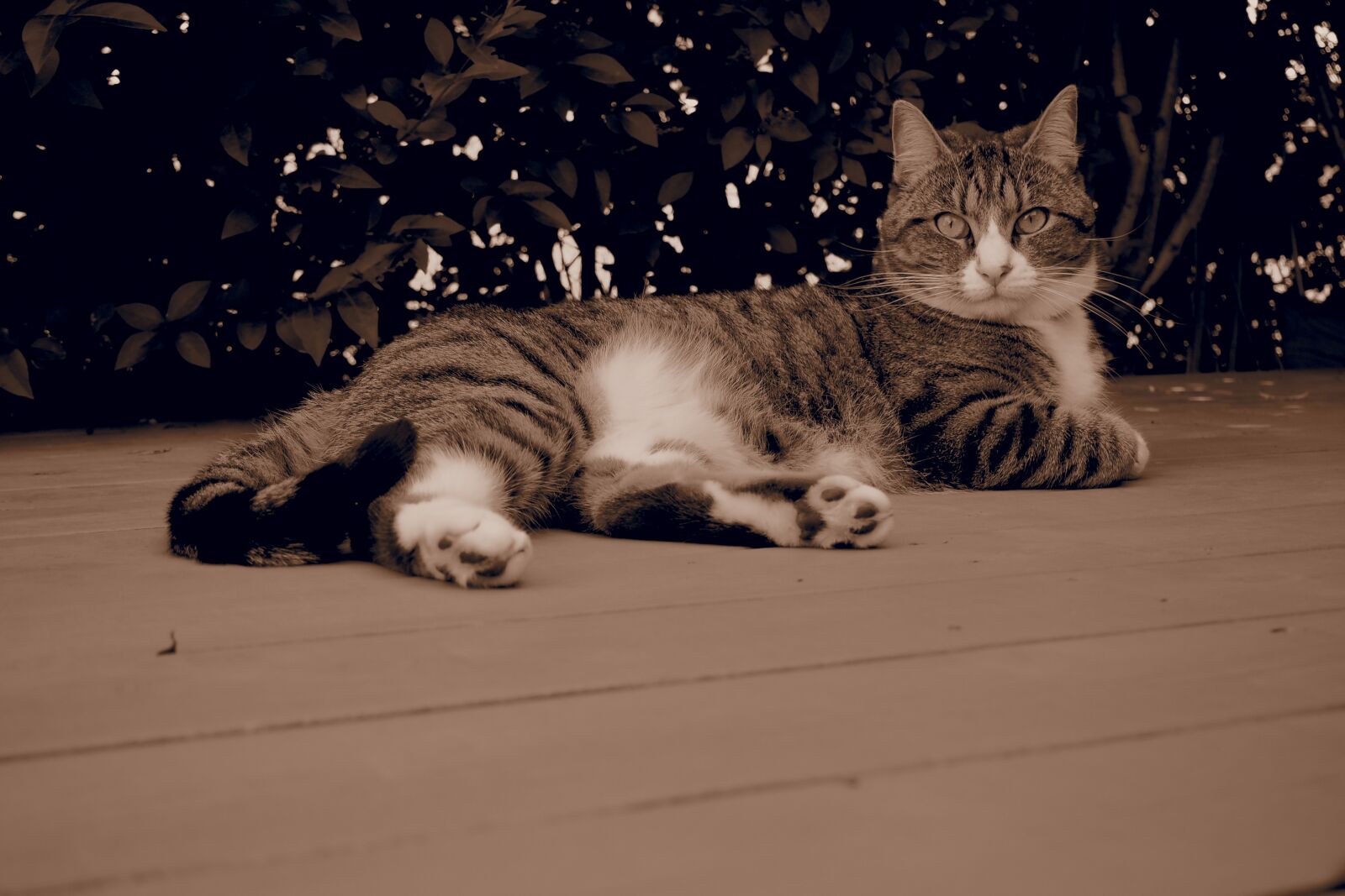 Olympus PEN E-PL8 sample photo. Cat, kitty, feline photography