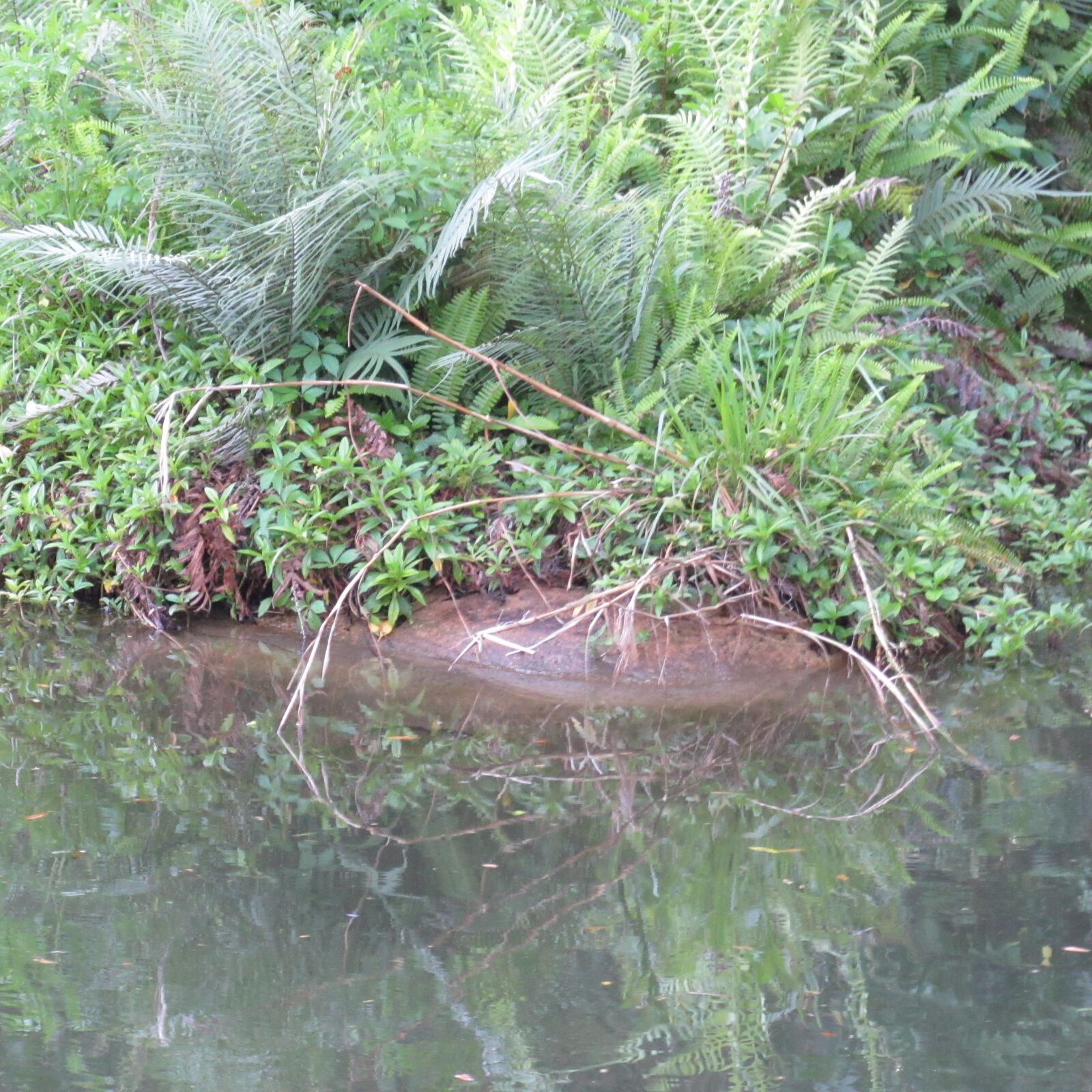 Canon PowerShot SX530 HS sample photo. Water, plants, nature photography