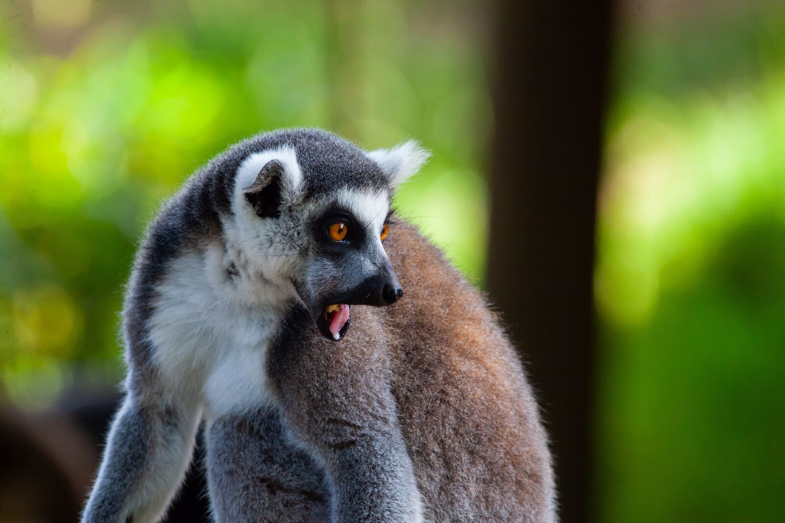 150-600mm F5-6.3 DG OS HSM | Contemporary 015 sample photo. Ring tailed lemur, black photography