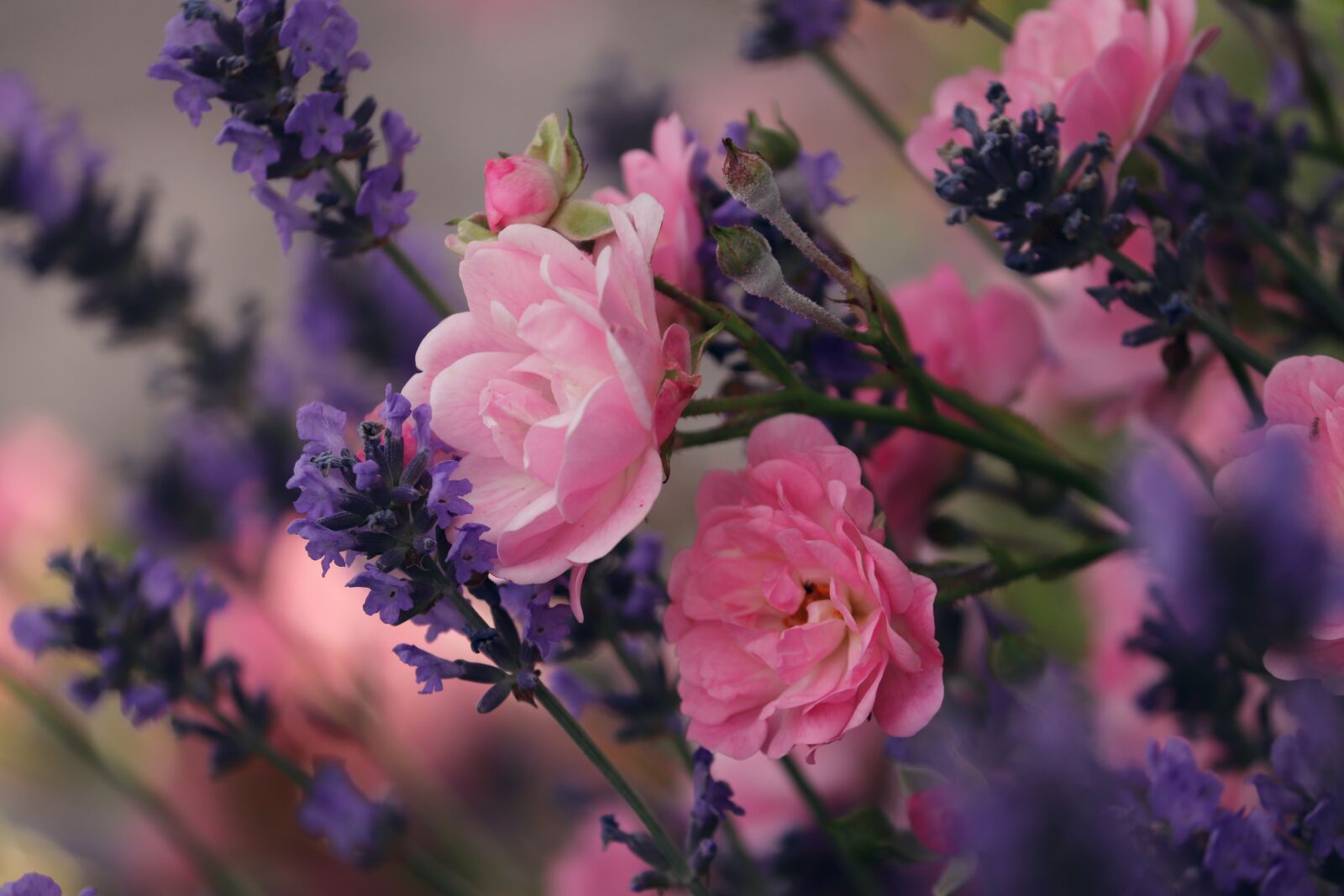 Canon EOS 200D (EOS Rebel SL2 / EOS Kiss X9) sample photo. Lavender, roses, violet photography