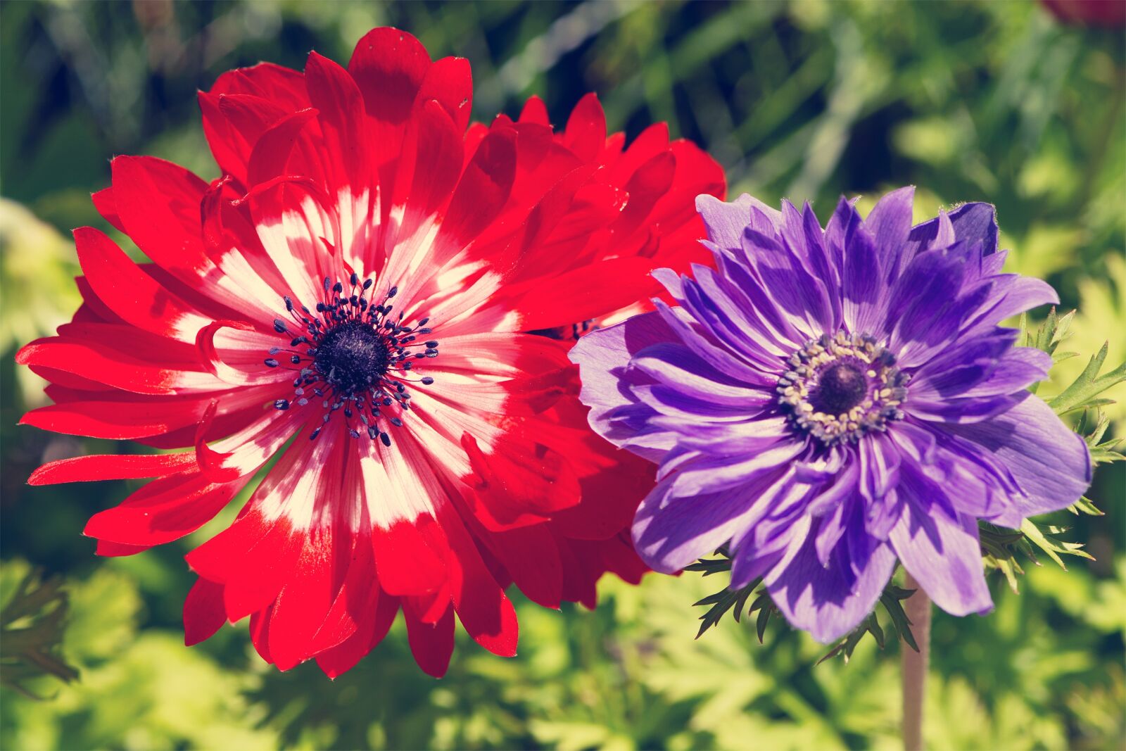 Nikon D7100 sample photo. Flowers, anemones, red photography