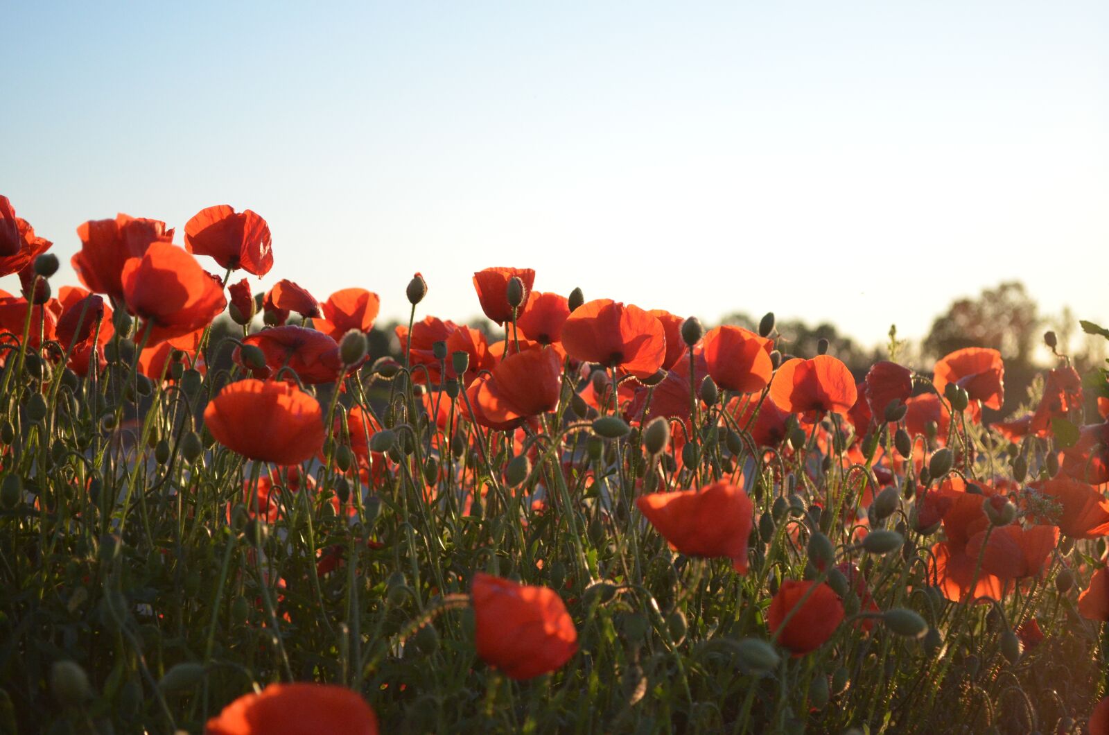 Nikon D5100 sample photo. Poppy, poppies, klatschmohn photography