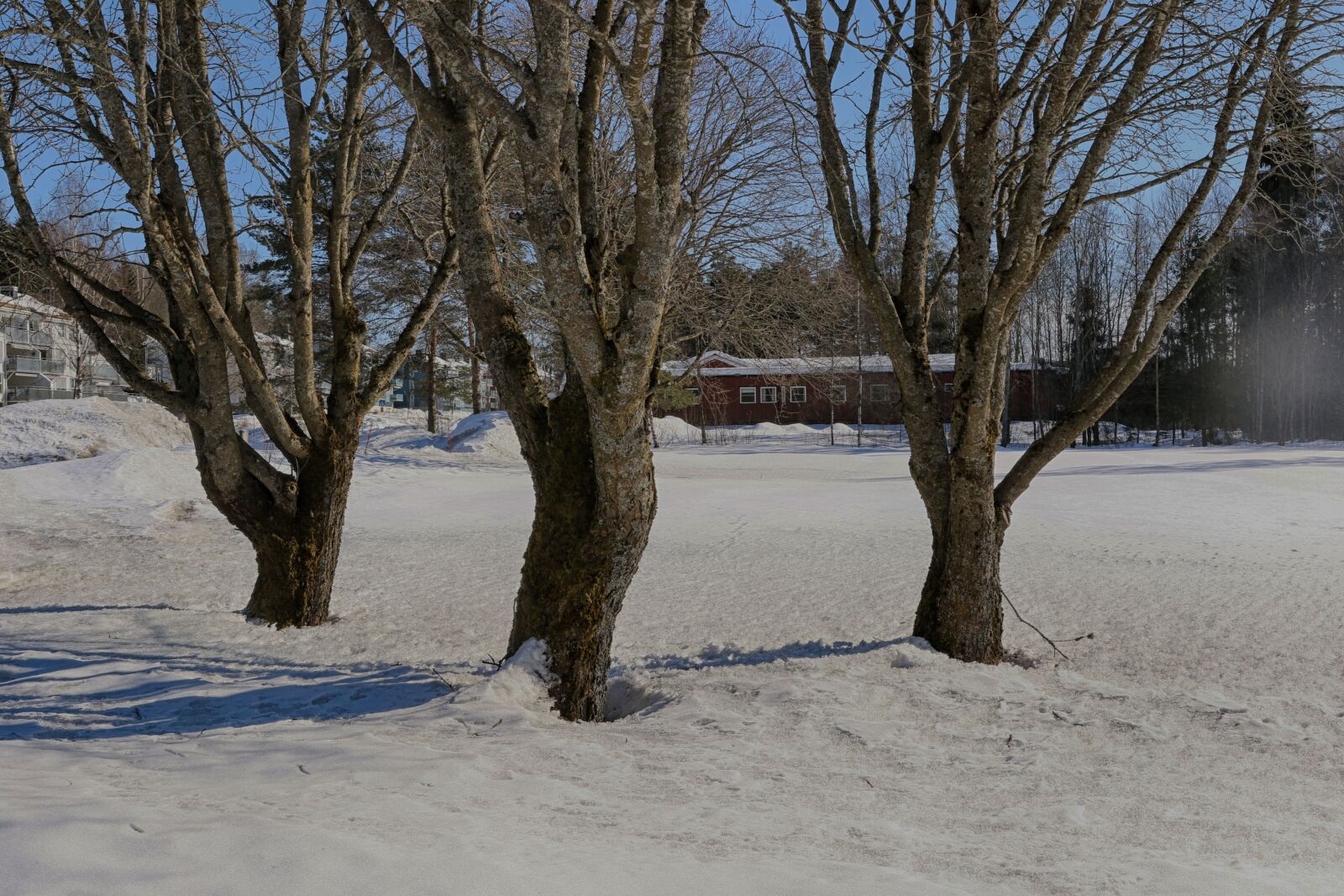 Canon EOS 7D Mark II + Canon EF 24-70mm F2.8L II USM sample photo. Tree, winter, landscape photography