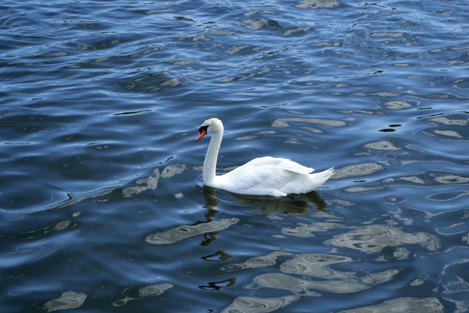 Nikon D3100 sample photo. Swan, lake, river photography