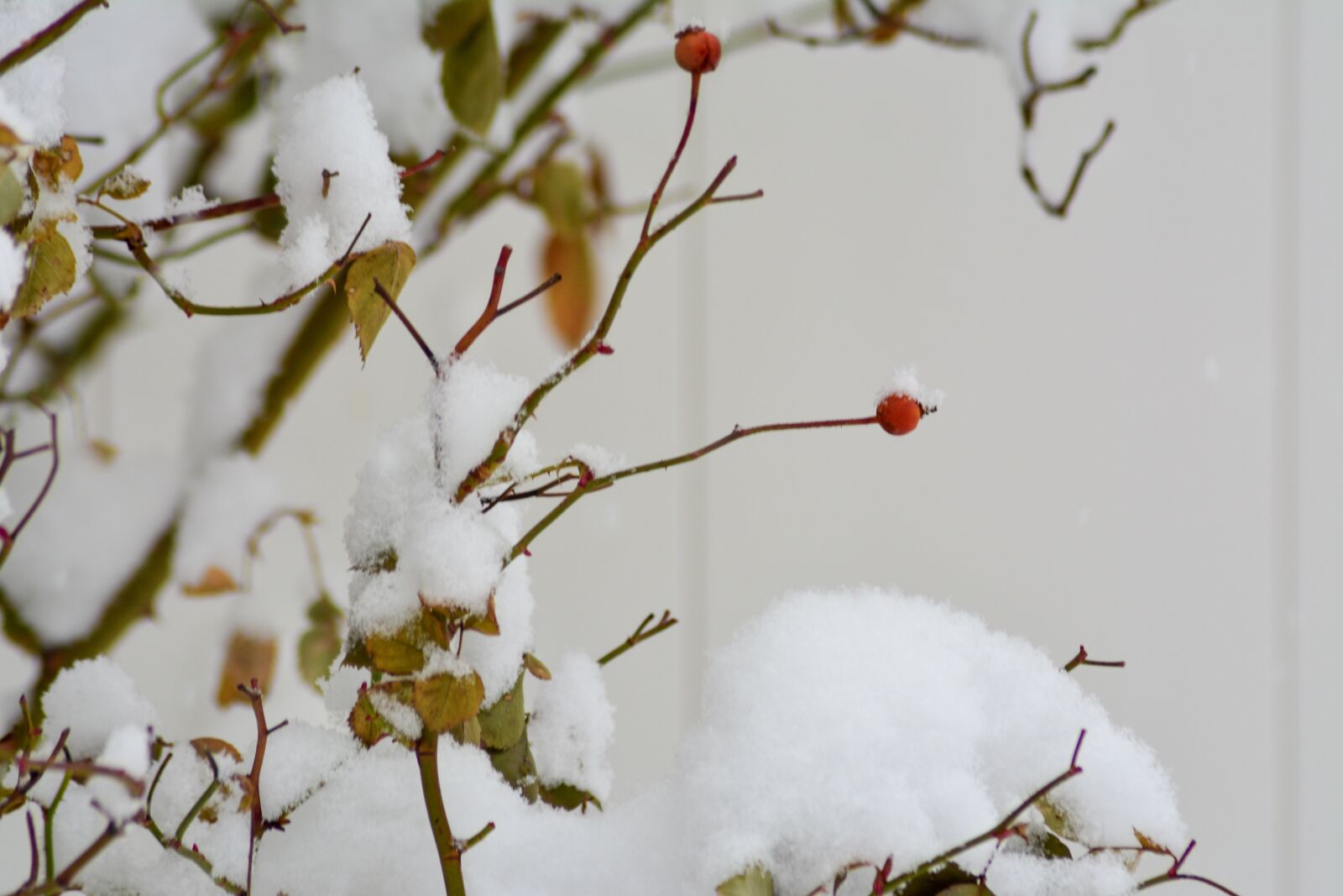 Nikon D5200 sample photo. Berries, nature, snow photography