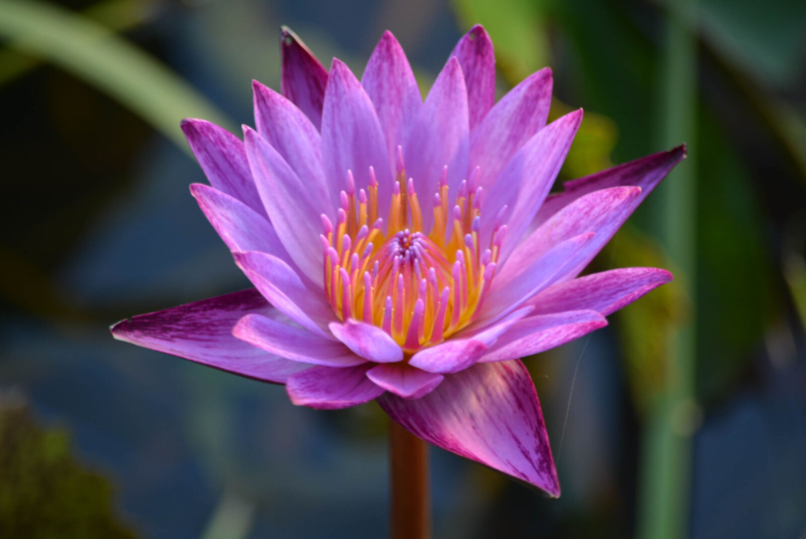 Nikon D5200 sample photo
