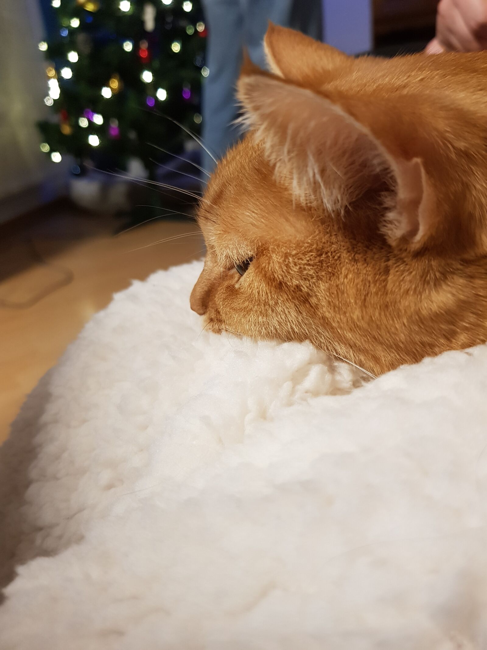 Samsung Galaxy S8+ sample photo. Cat, christmas, sleeping photography