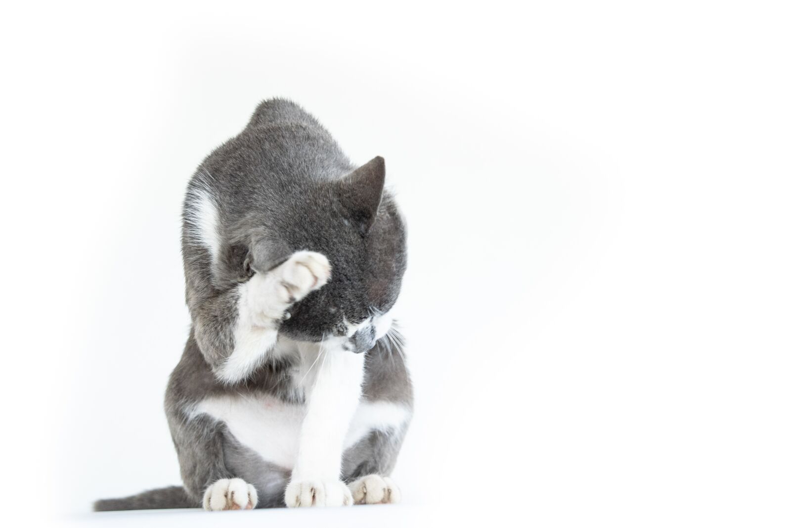 Nikon D5300 sample photo. Cat, pet, animal photography