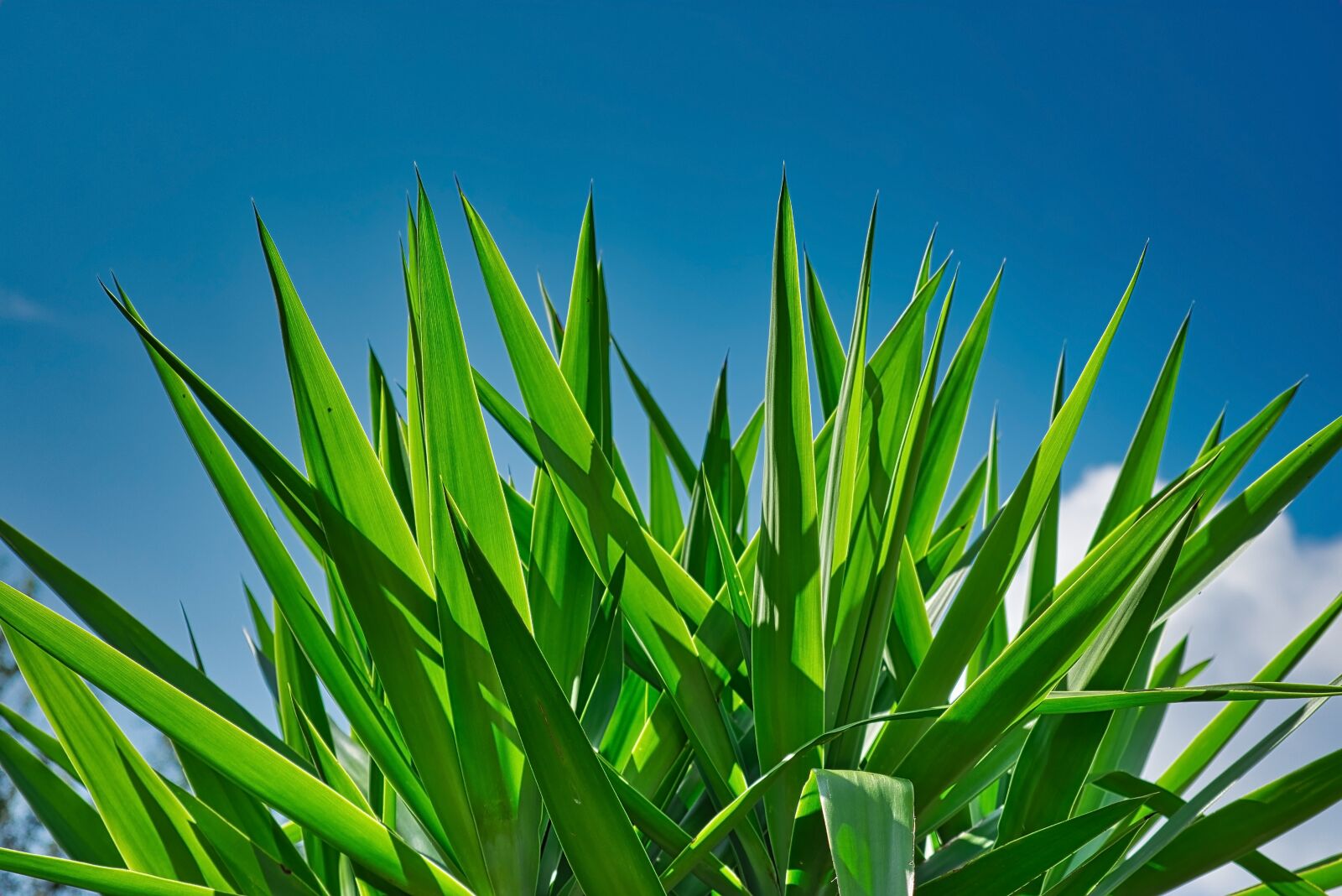 Nikon D3400 sample photo. Agave, plant, green photography