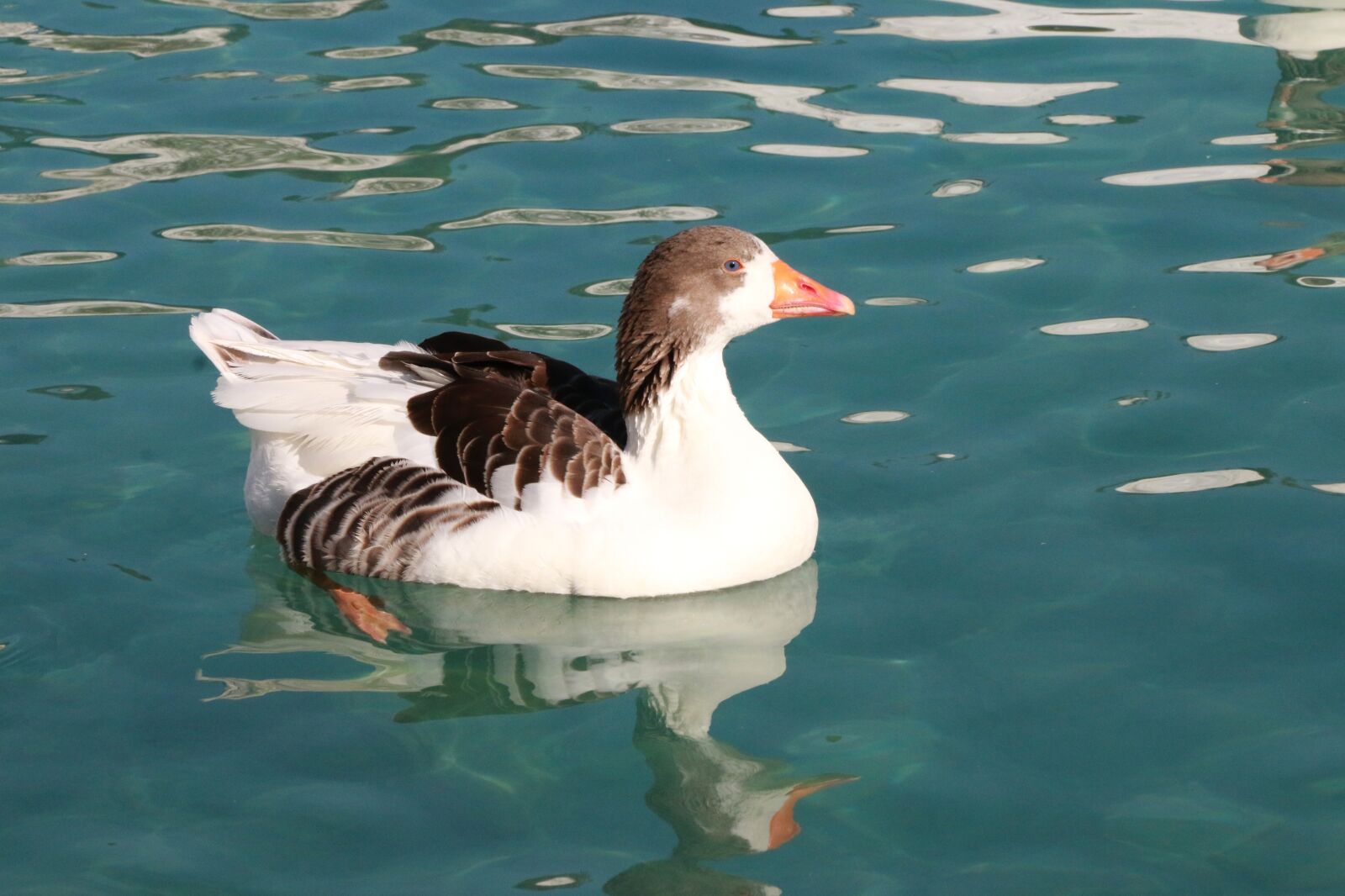 Canon EF-S 18-135mm F3.5-5.6 IS sample photo. Duck, marine, bird photography