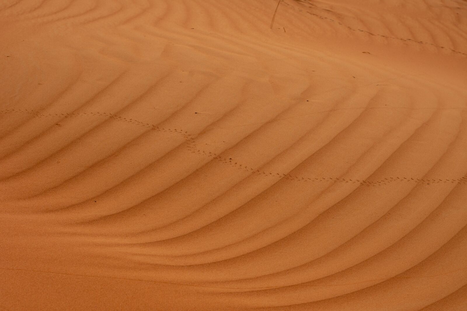 Nikon D7200 sample photo. Abstract, animal tracks, background photography