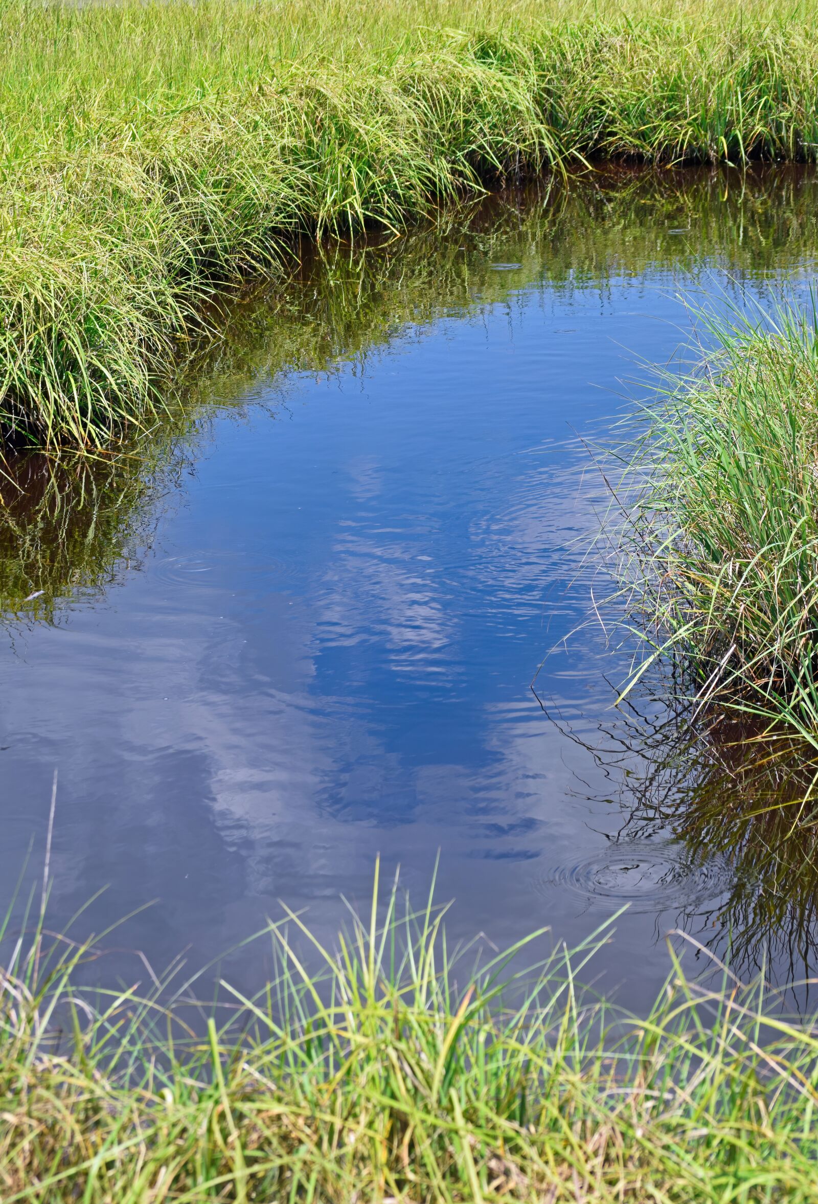 Nikon D3300 sample photo. Marsh, saltwater, grass photography