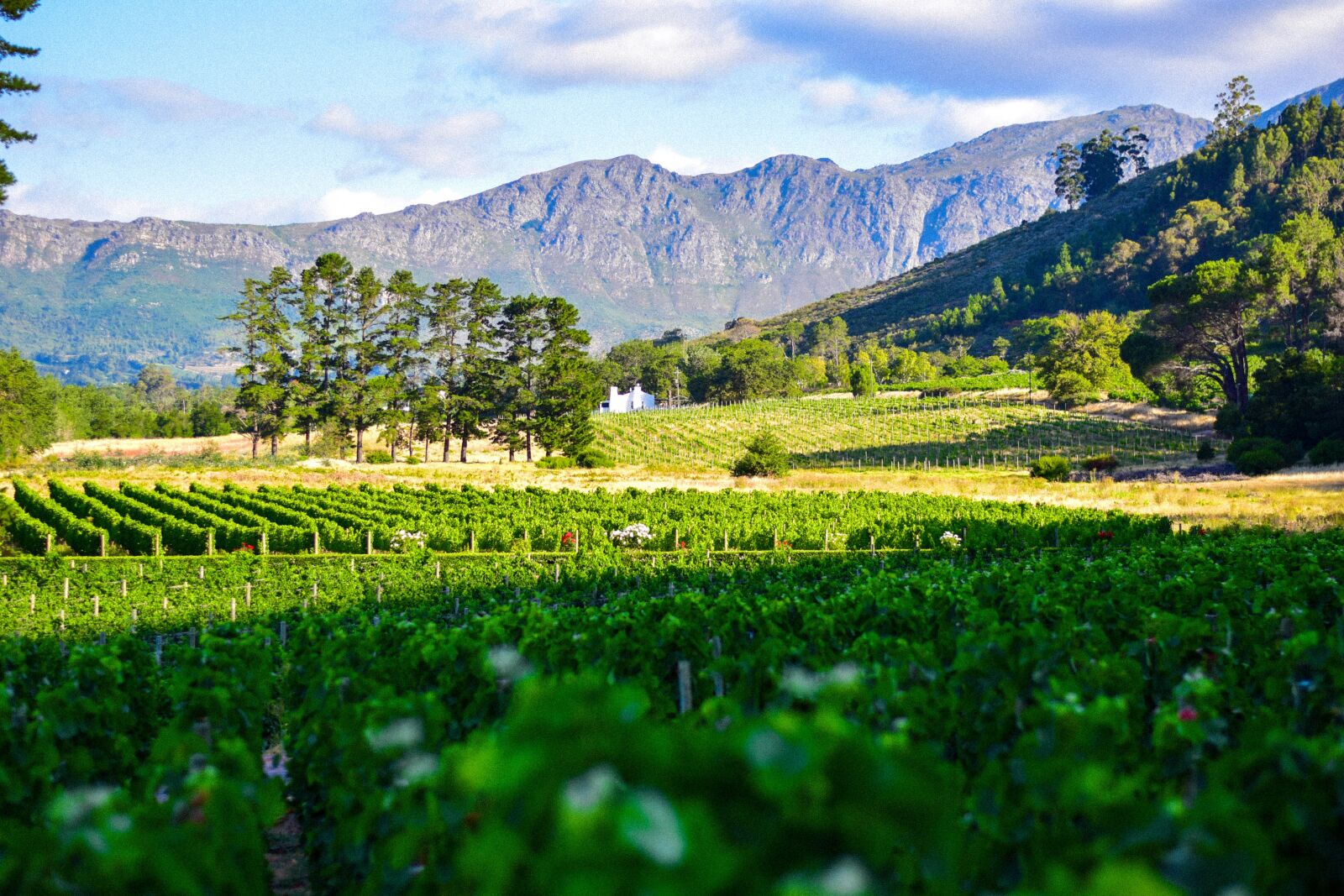 Nikon D5500 sample photo. South africa, winery, wine photography