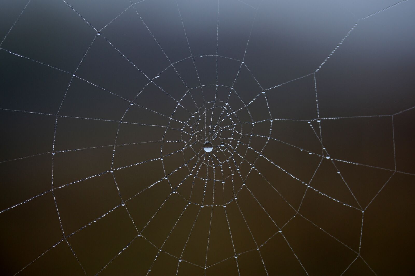 Canon EF-S 60mm F2.8 Macro USM sample photo. Spider web, wet, hooked photography