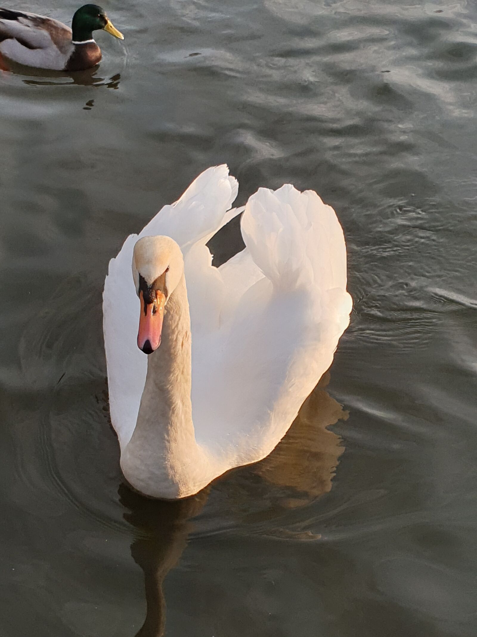 Samsung Galaxy S9 sample photo. Swan, wintersun, graceful photography