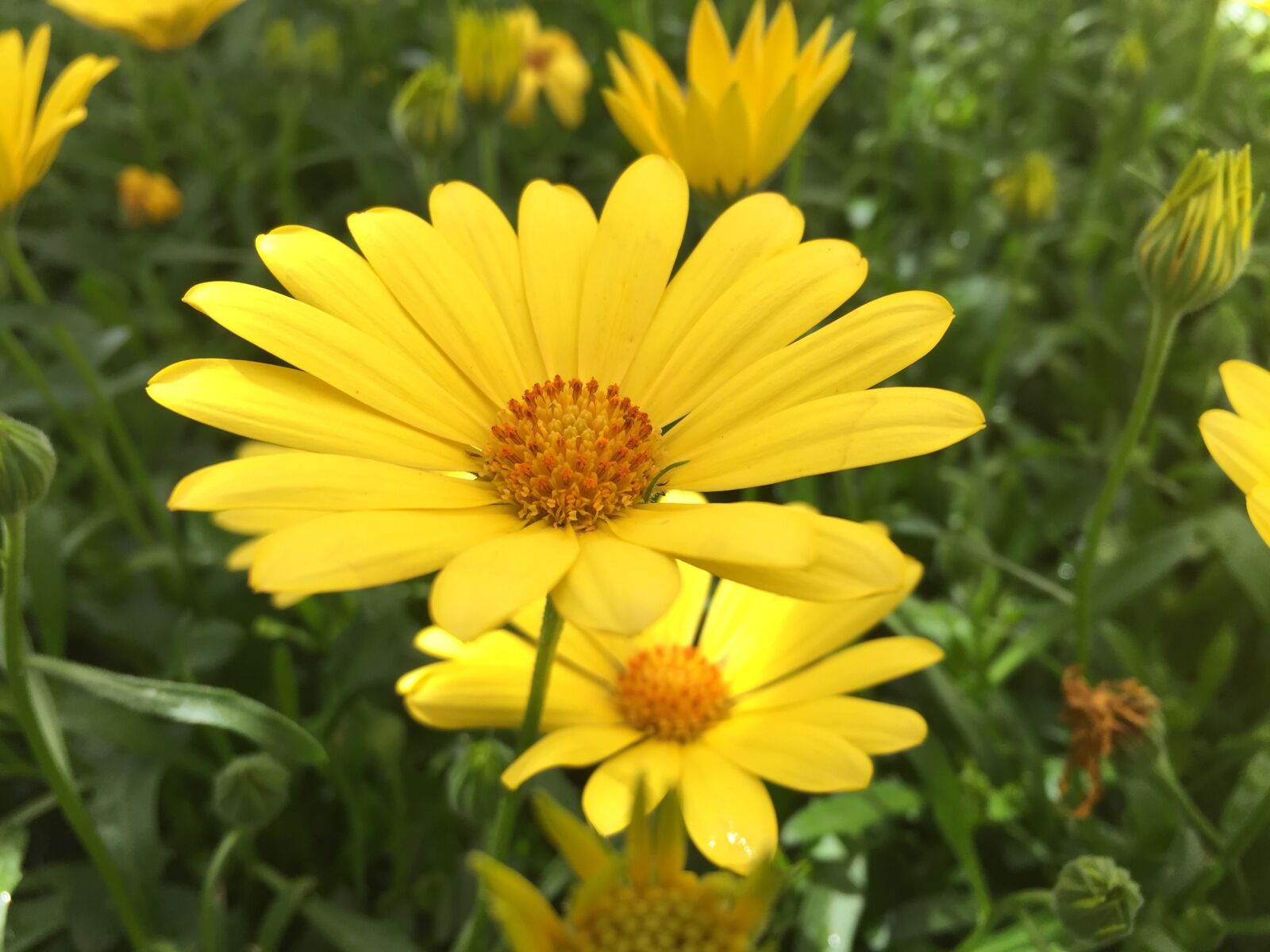 Apple iPhone 6 sample photo. Flower, yellow, nature photography