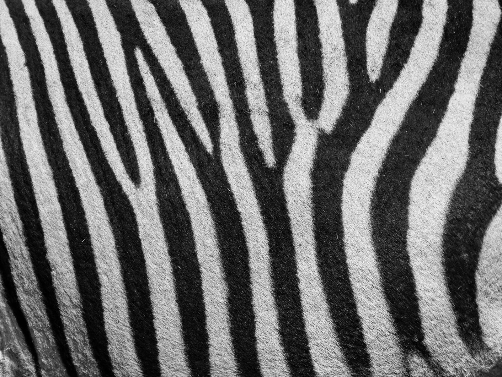Panasonic Lumix DMC-FZ35 (Lumix DMC-FZ38) sample photo. Zebra, zebra pattern, pattern photography