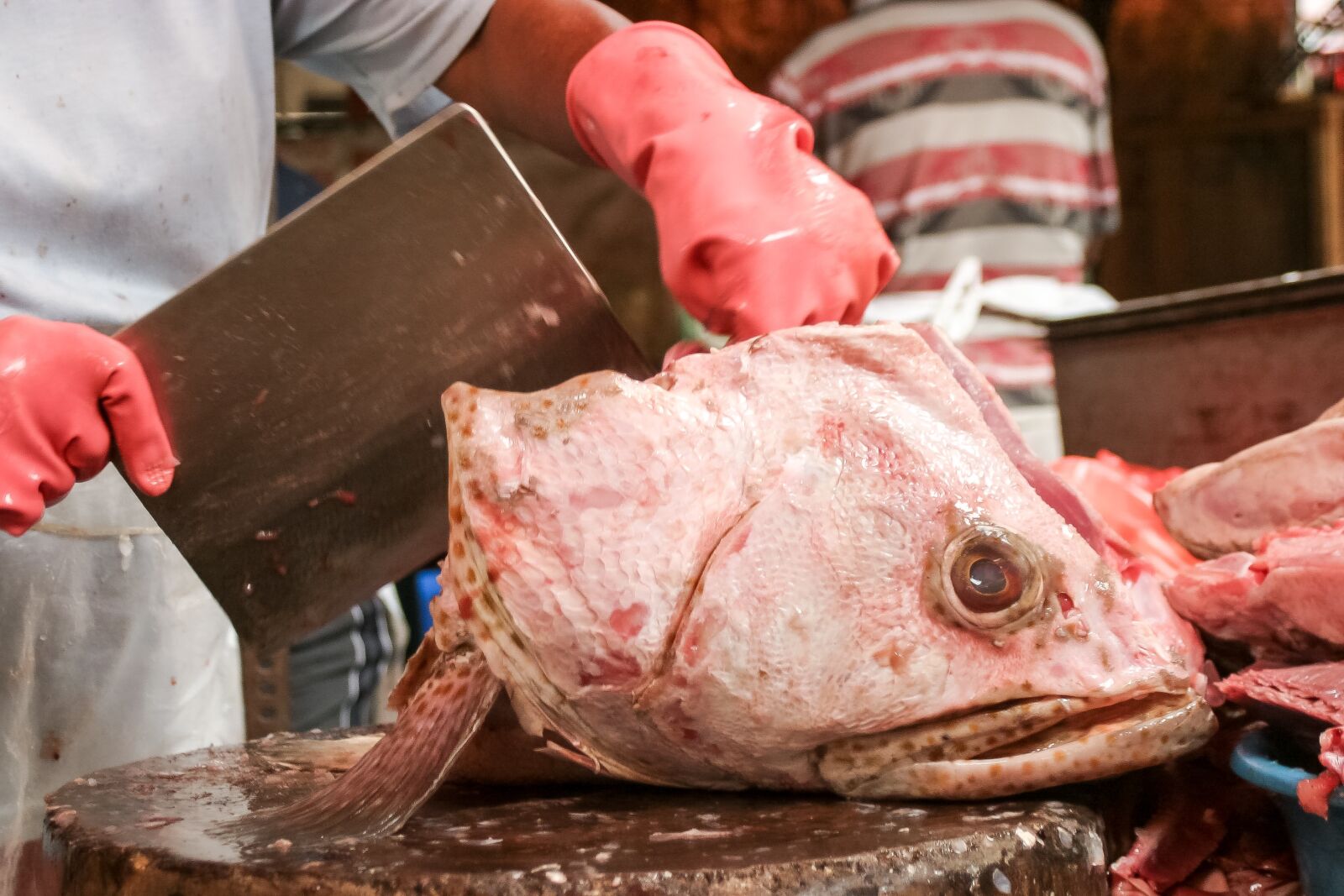 Canon EOS 10D sample photo. Fish, head, eye photography