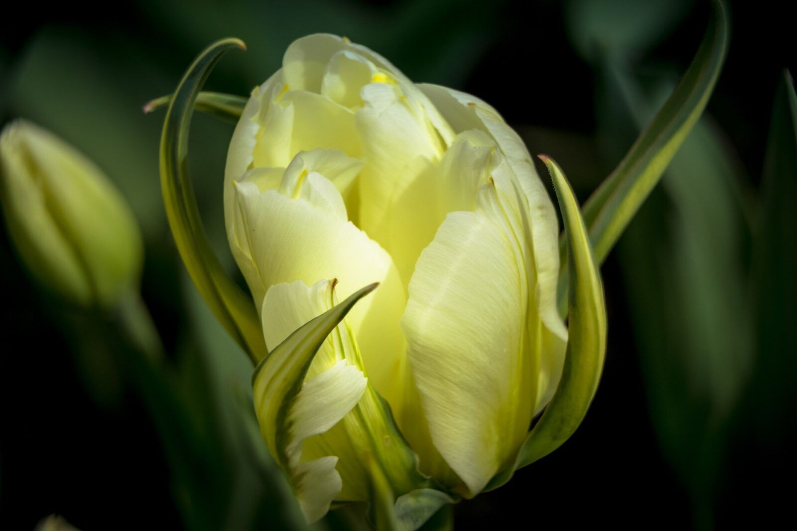 Sony a6000 + Sony E PZ 18-105mm F4 G OSS sample photo. Garden, berlin, nature photography