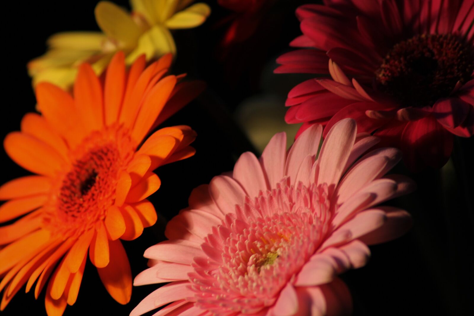 Canon EOS 1100D (EOS Rebel T3 / EOS Kiss X50) sample photo. Gerbera, background, nature photography