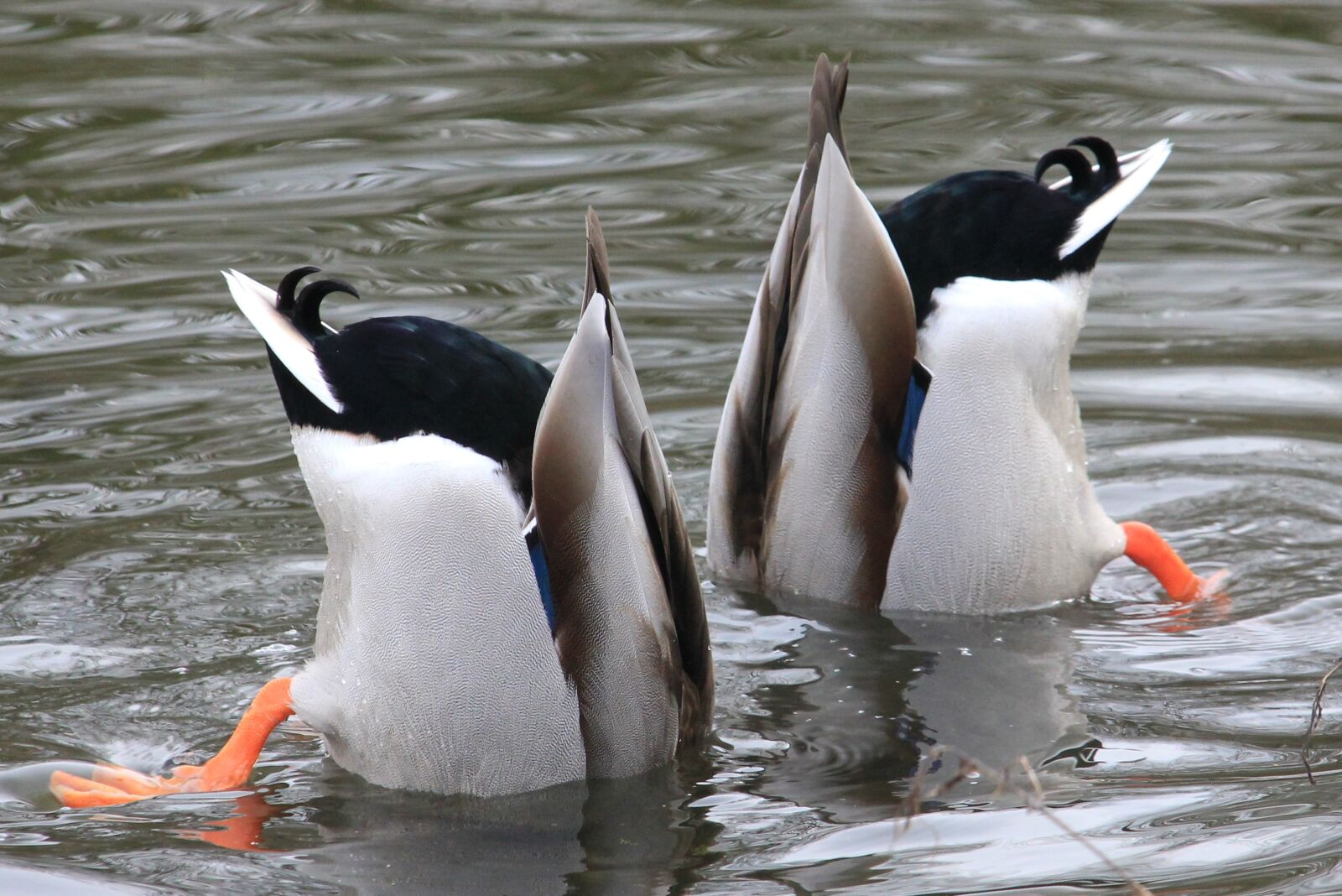 Canon EOS 550D (EOS Rebel T2i / EOS Kiss X4) sample photo. Waterfowl, drake, water photography