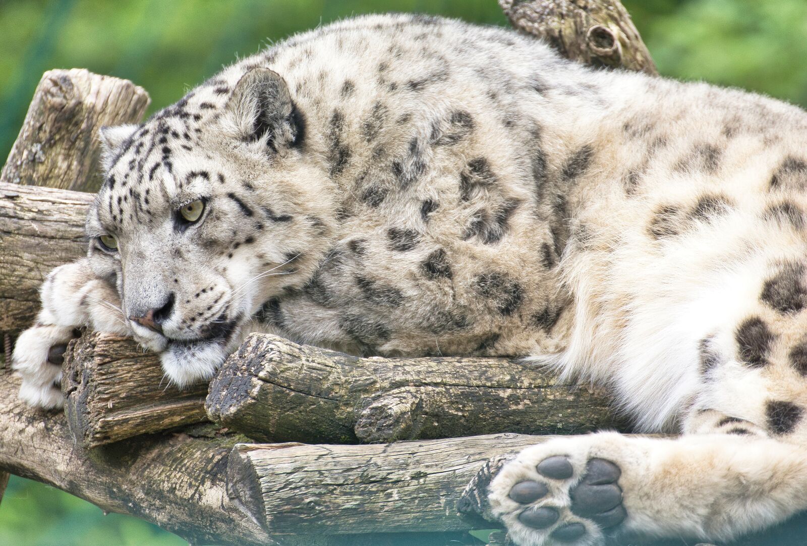 Nikon D5300 sample photo. Snow leopard, big cat photography
