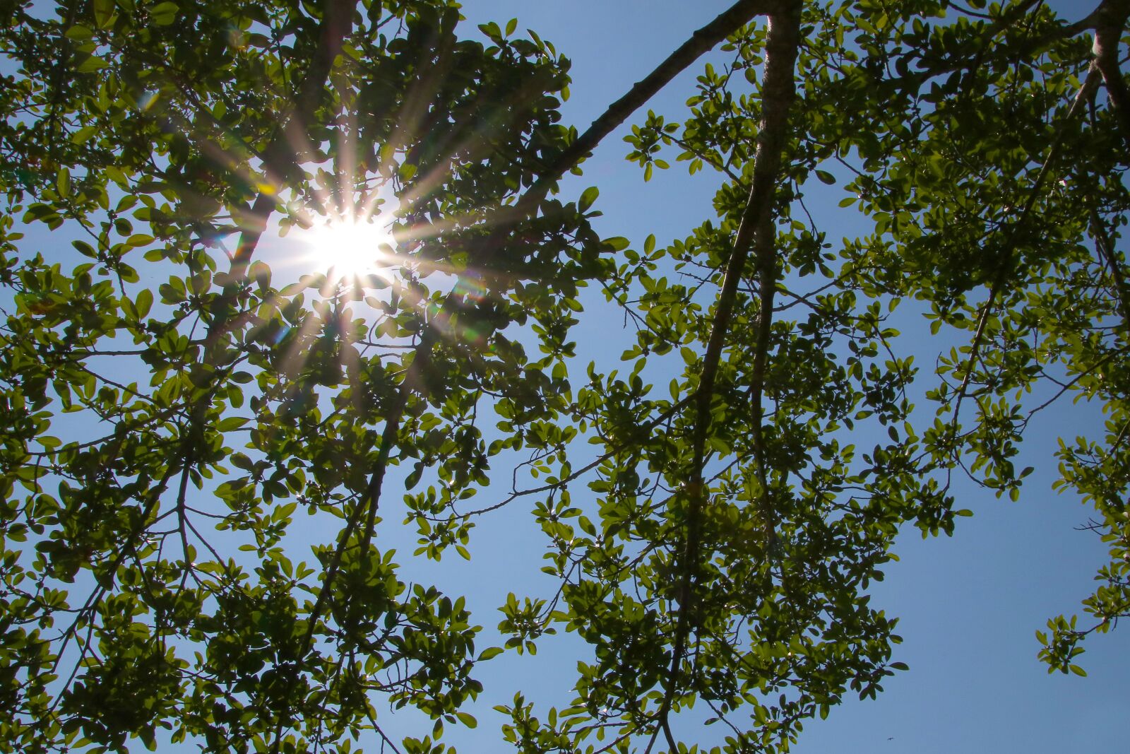 Canon EOS 80D sample photo. Rays, sun, foliage photography