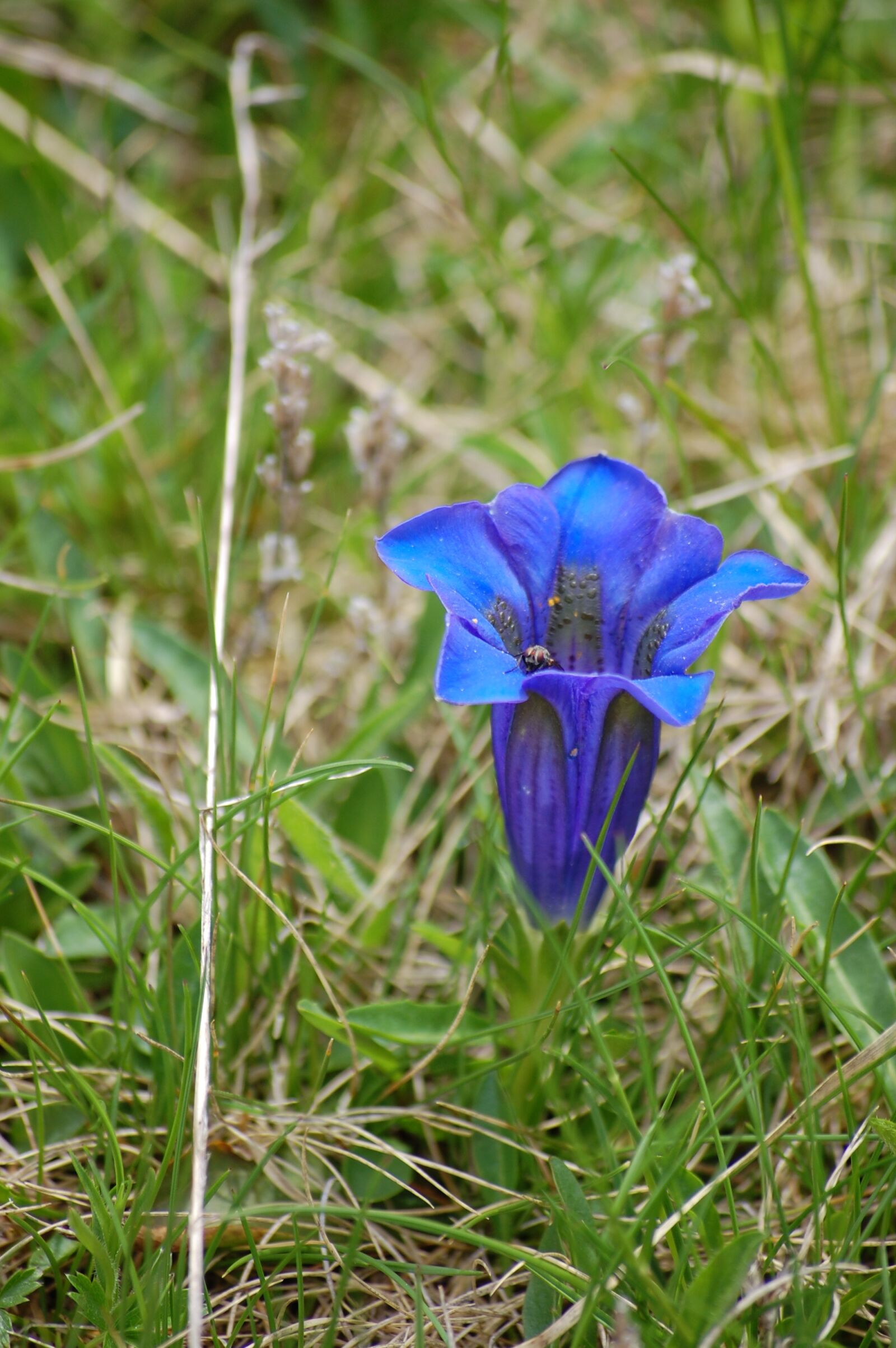 Nikon D40 sample photo. Gentian, blue, blue gentian photography