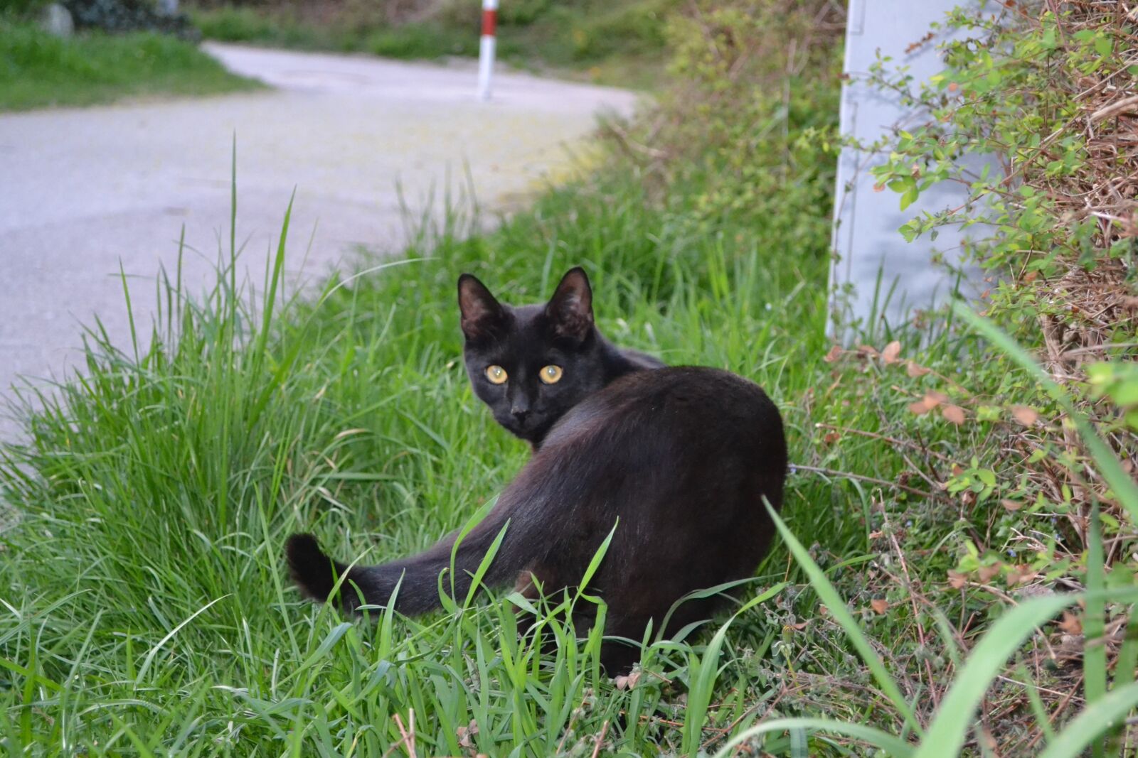 Nikon D3100 sample photo. Cat, pet, feline photography