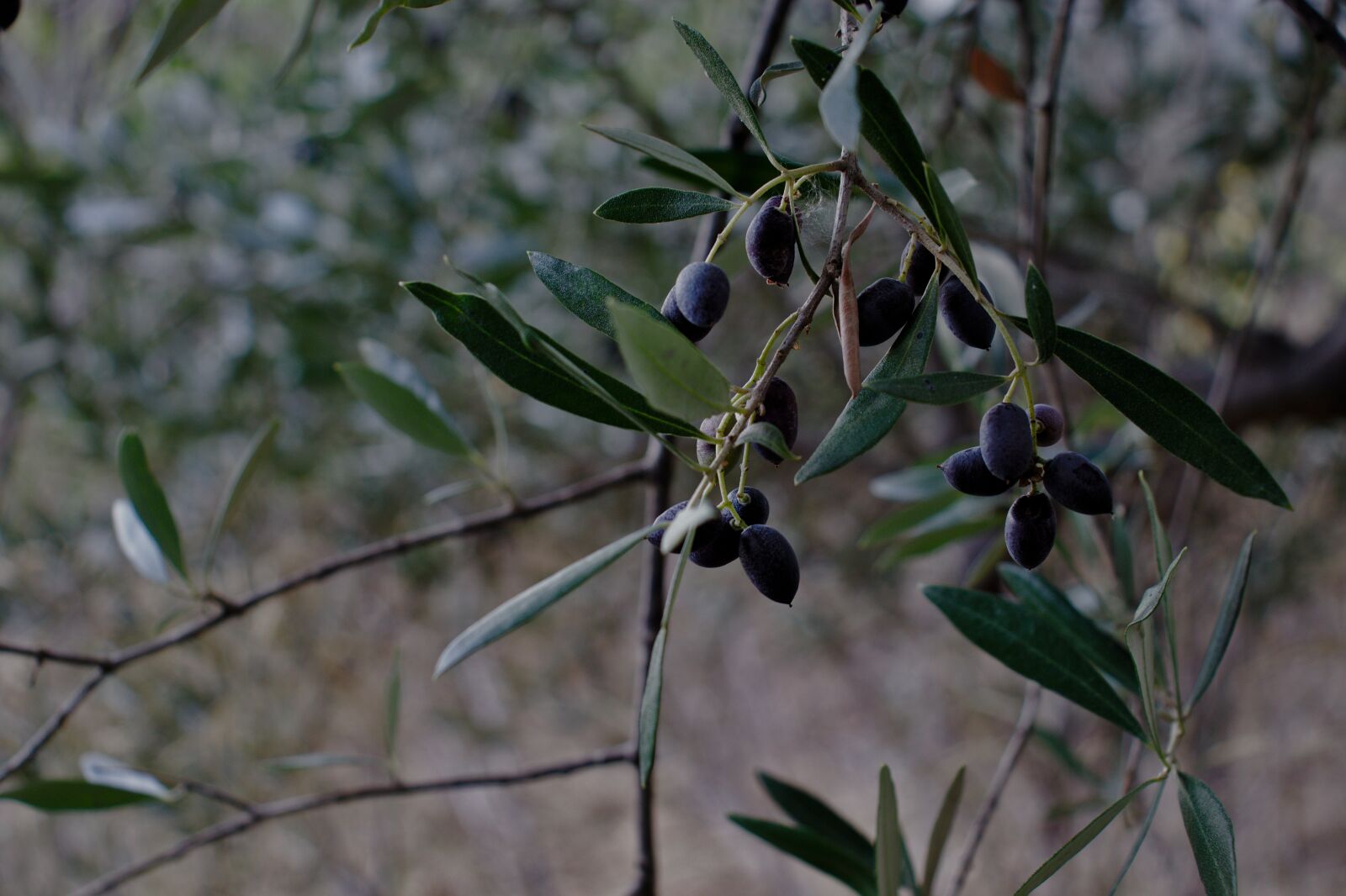 Canon EOS 800D (EOS Rebel T7i / EOS Kiss X9i) sample photo. Olive, tree, nature photography