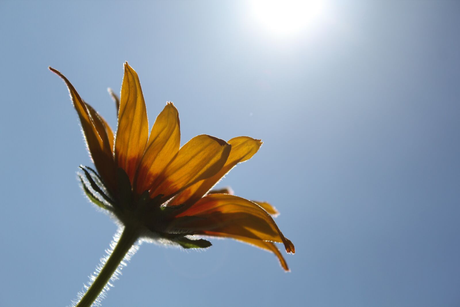 Canon EOS 550D (EOS Rebel T2i / EOS Kiss X4) sample photo. Flower, rudbeckia, beautiful flower photography