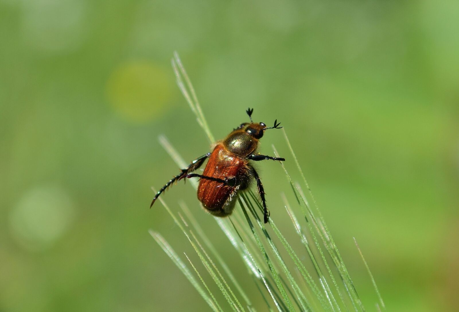 Nikon D3100 sample photo. Beetle, grass, beetle perched photography
