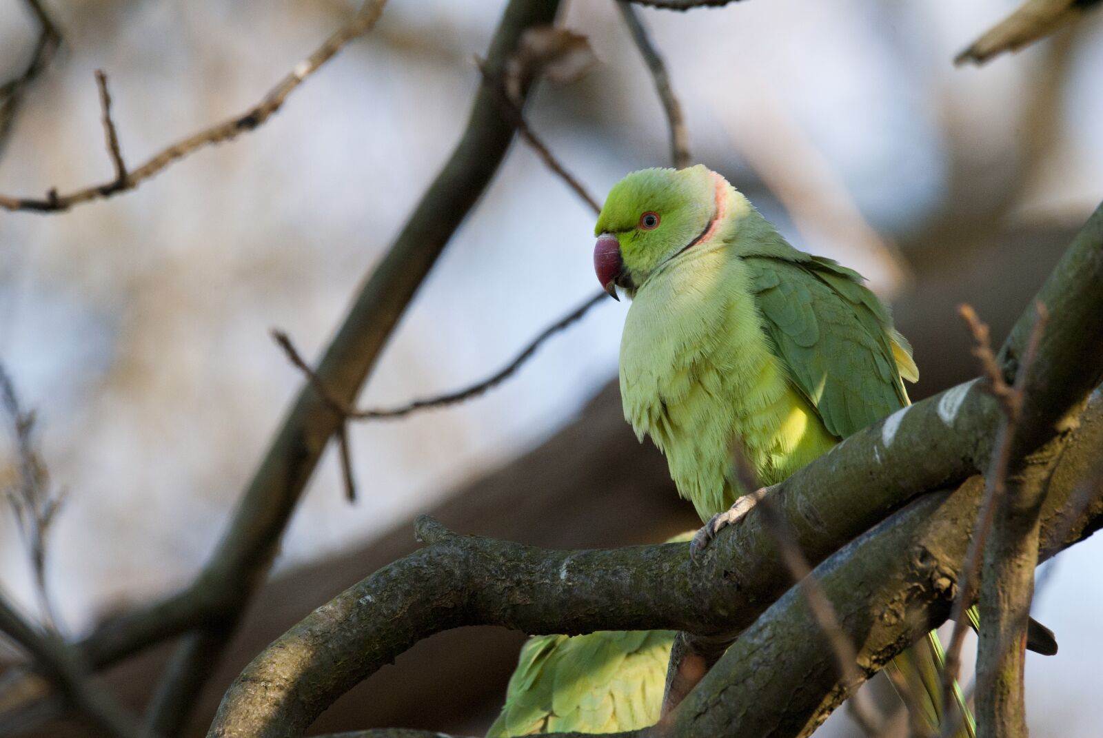 Nikon D3000 sample photo. Parots, paraketes, nature photography