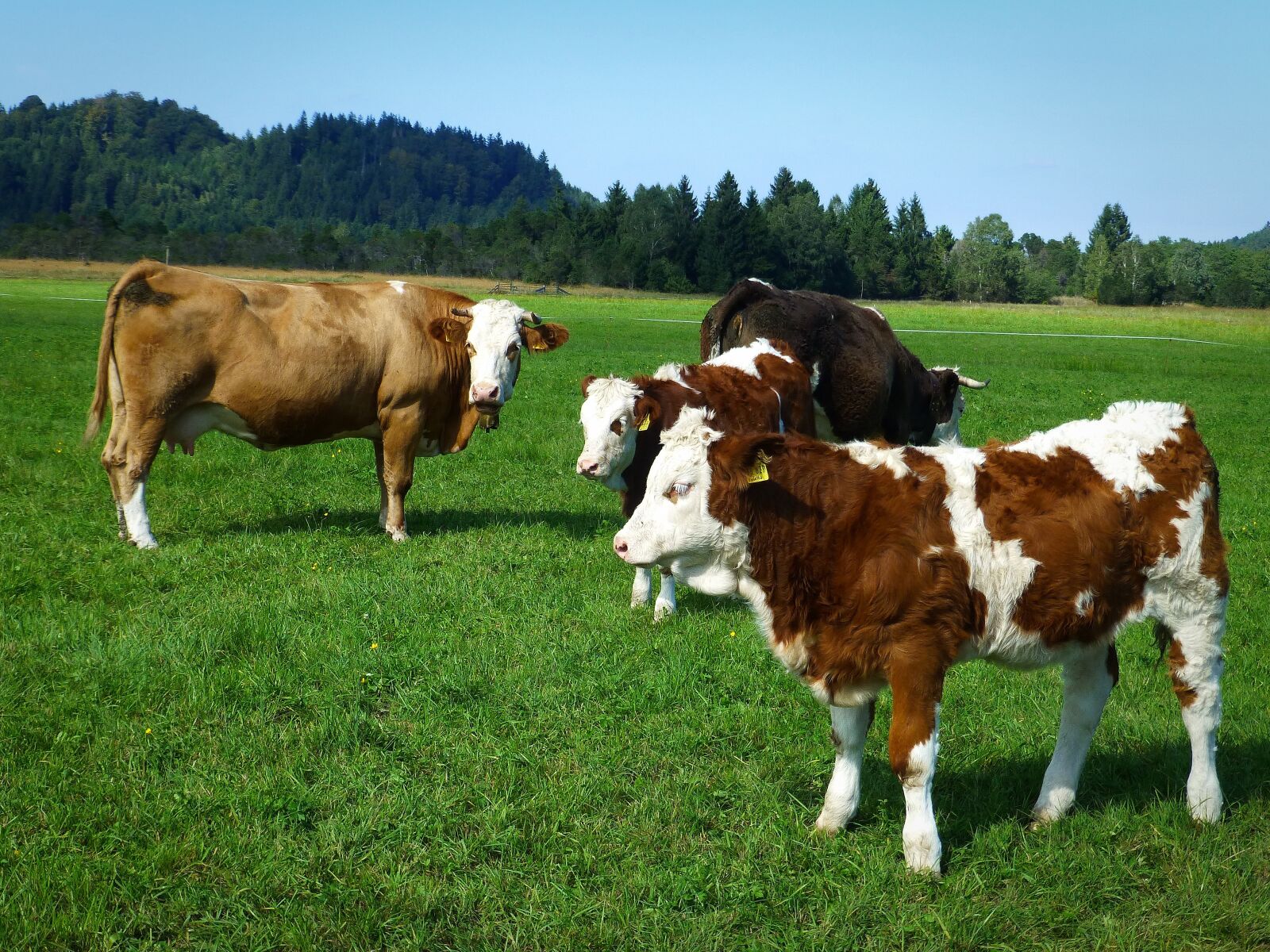 Panasonic DMC-TZ31 sample photo. Cows, young cattle, cattle photography