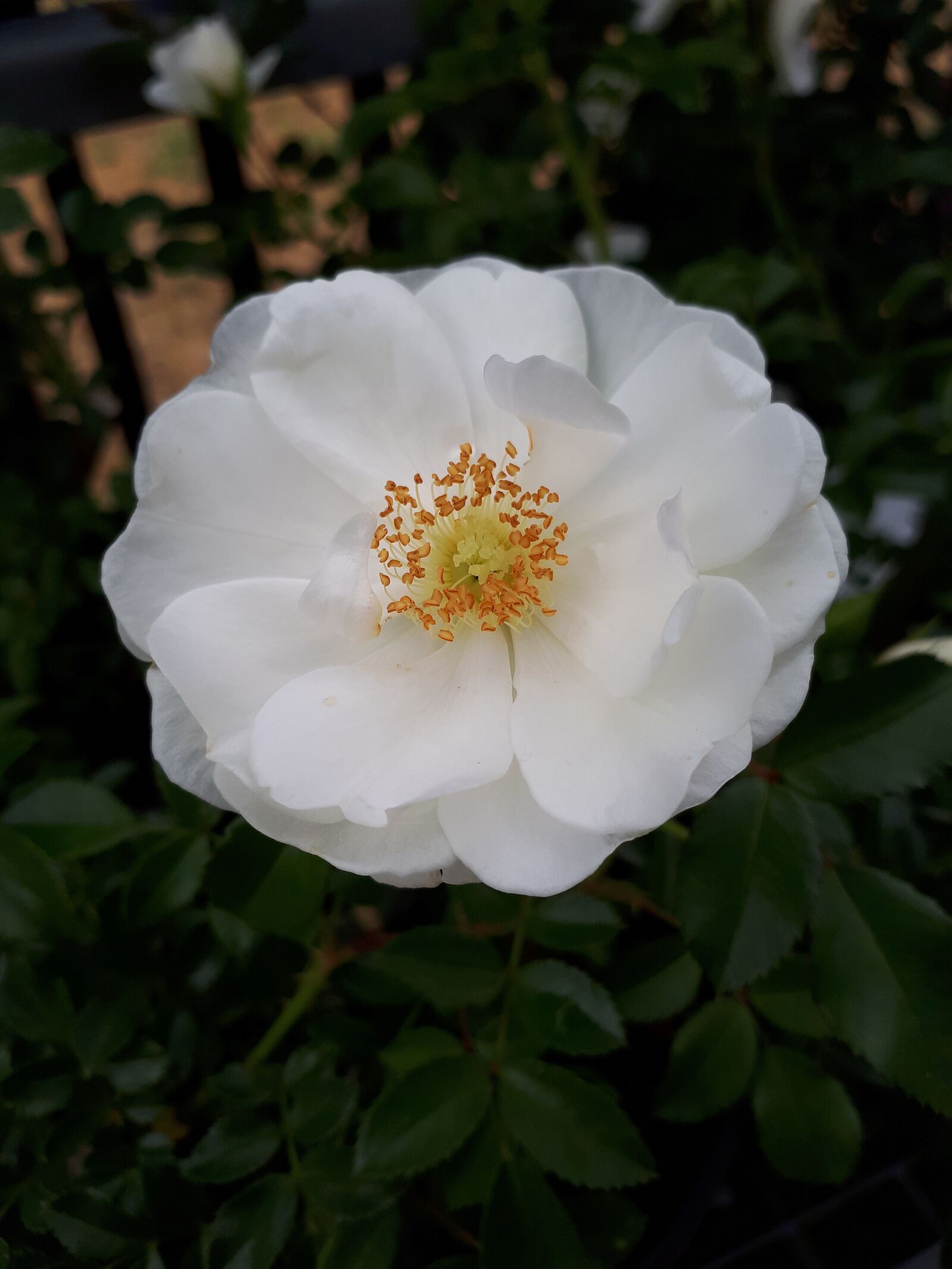 Samsung Galaxy A5(2017) sample photo. White, flower, white flower photography