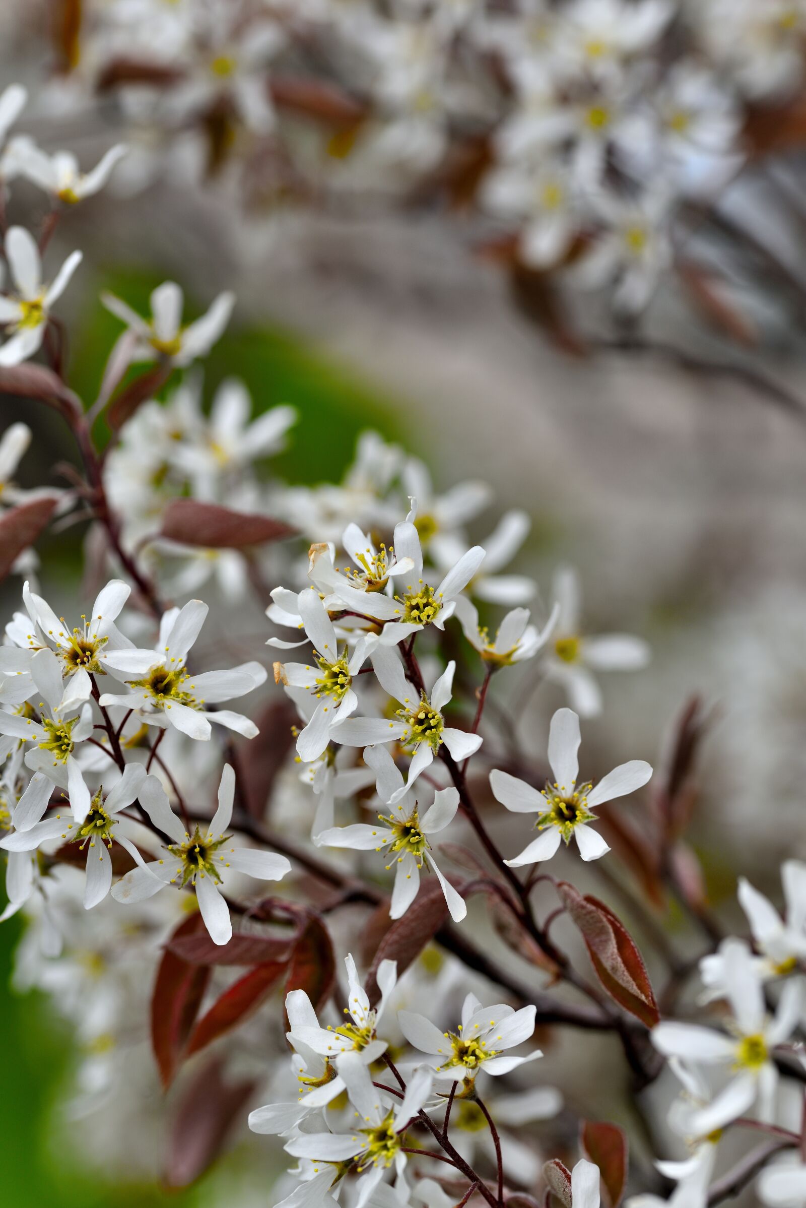 Nikon D810 sample photo. Flowers, blossoms, spring photography