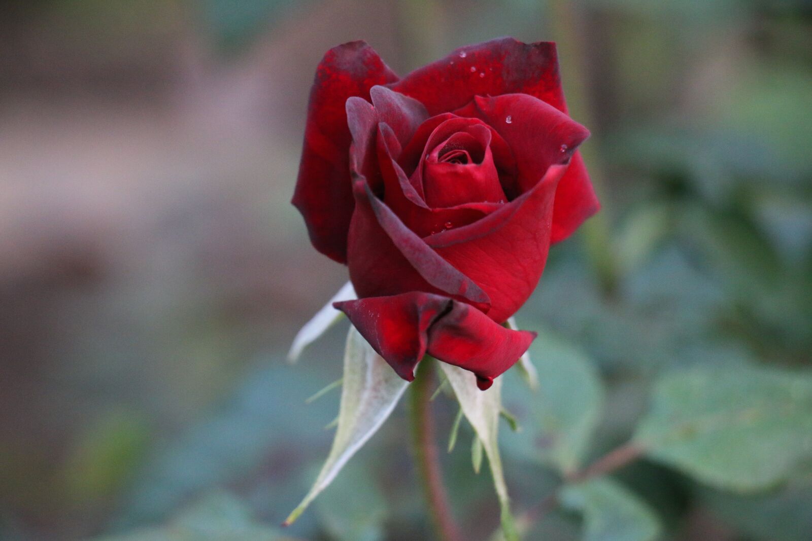Canon EOS 70D sample photo. Rose, red rose, love photography