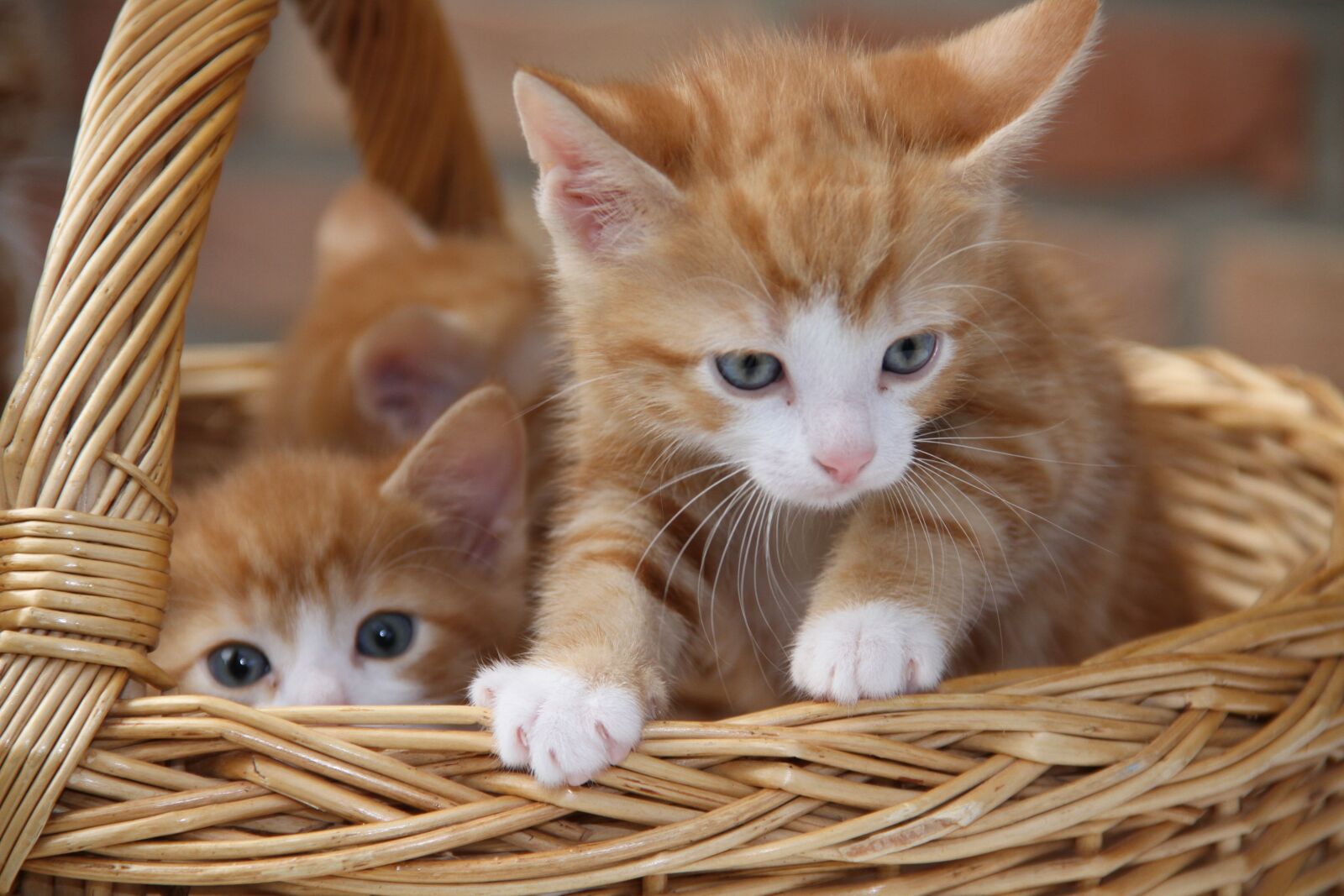 Canon EOS 7D sample photo. Kitten, cat, animal photography