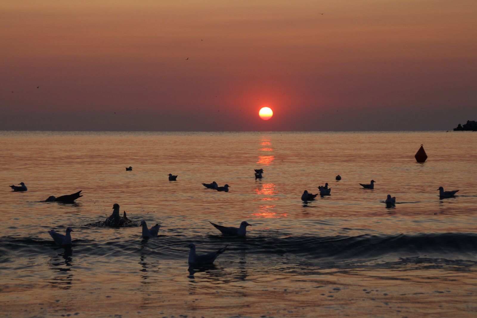 Canon EOS 700D (EOS Rebel T5i / EOS Kiss X7i) sample photo. Sunrise, seagulls, birds photography