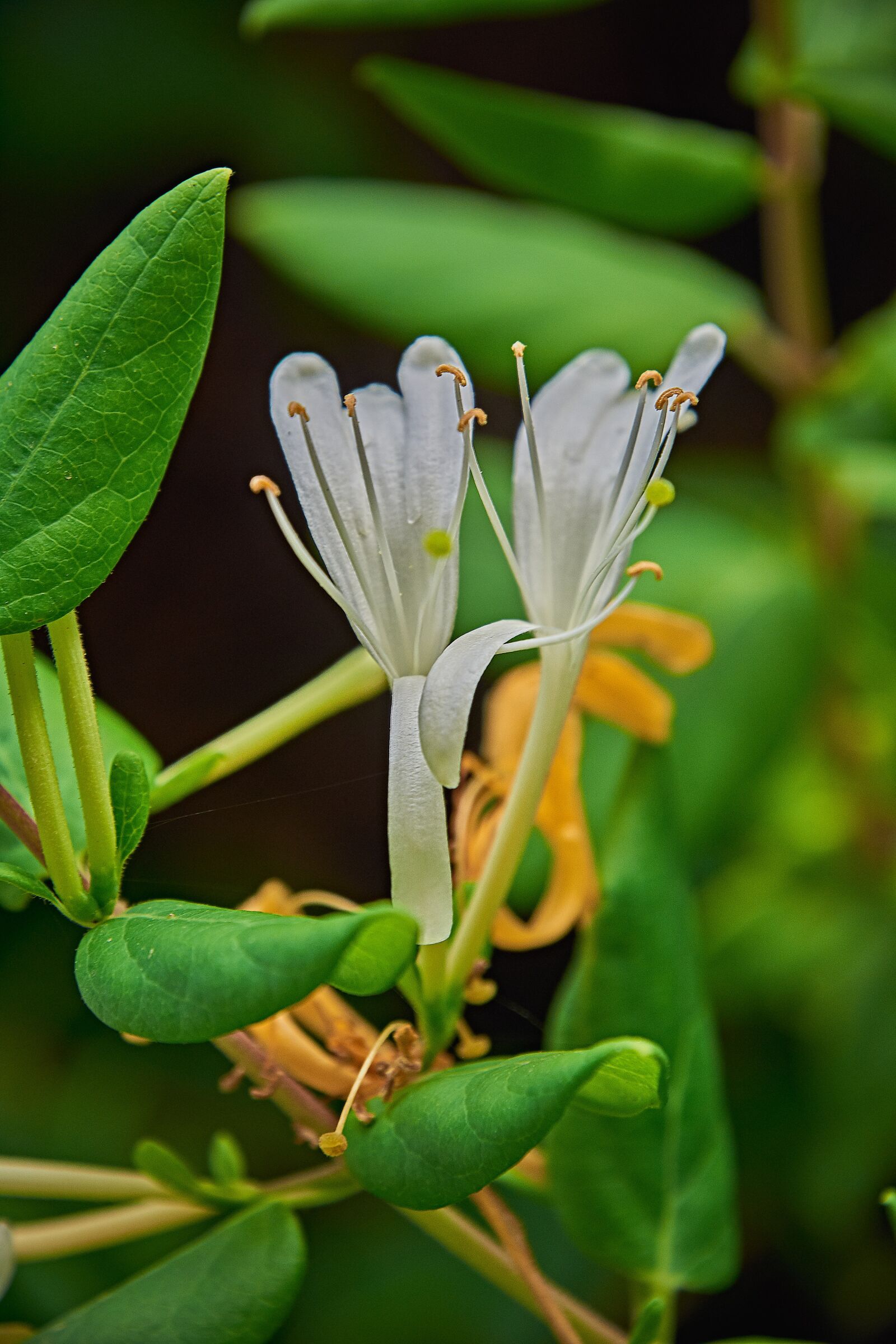 Nikon D7200 sample photo. Flower, garden, white photography
