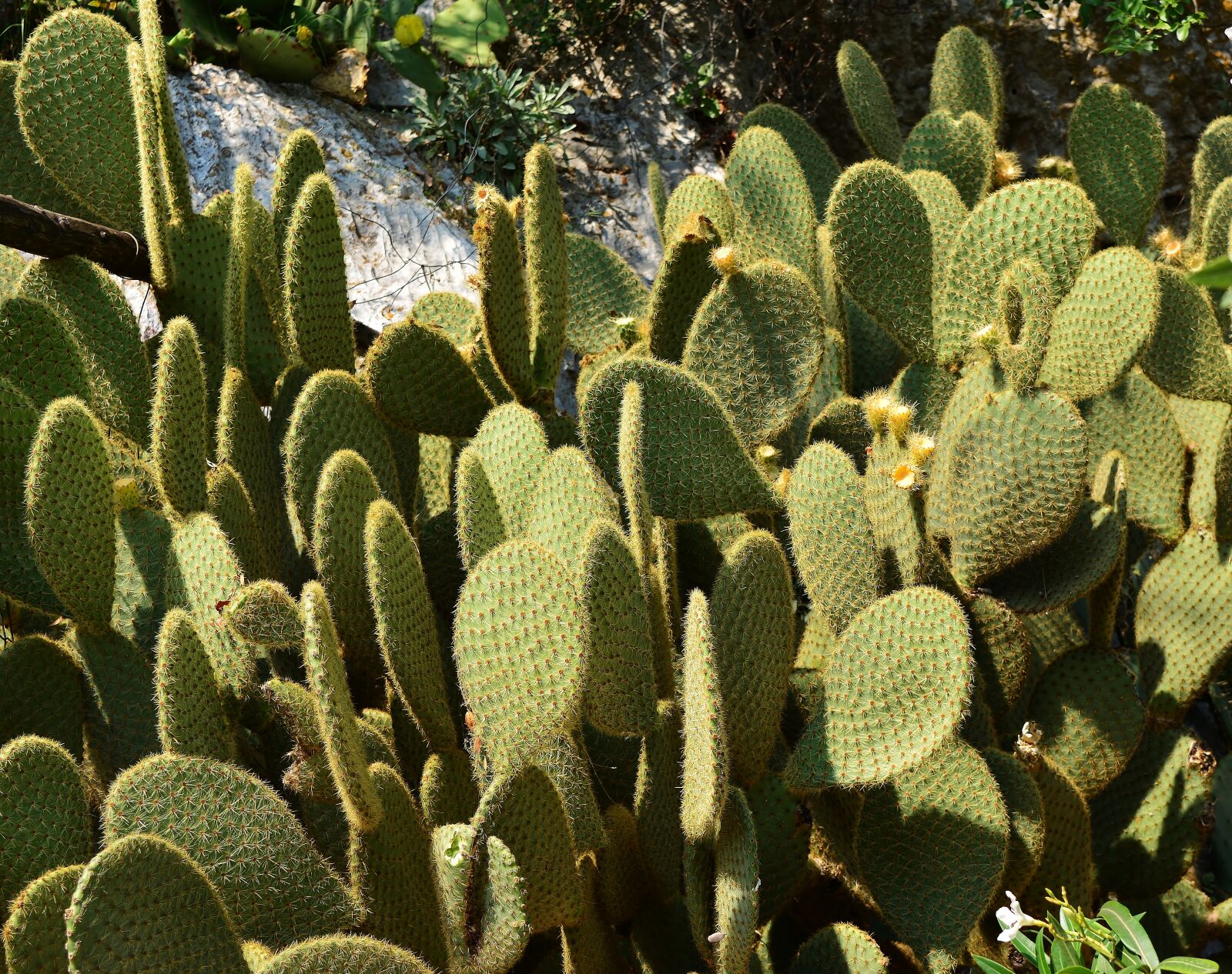 Nikon D5200 sample photo. Nature, opuntia, cactus photography