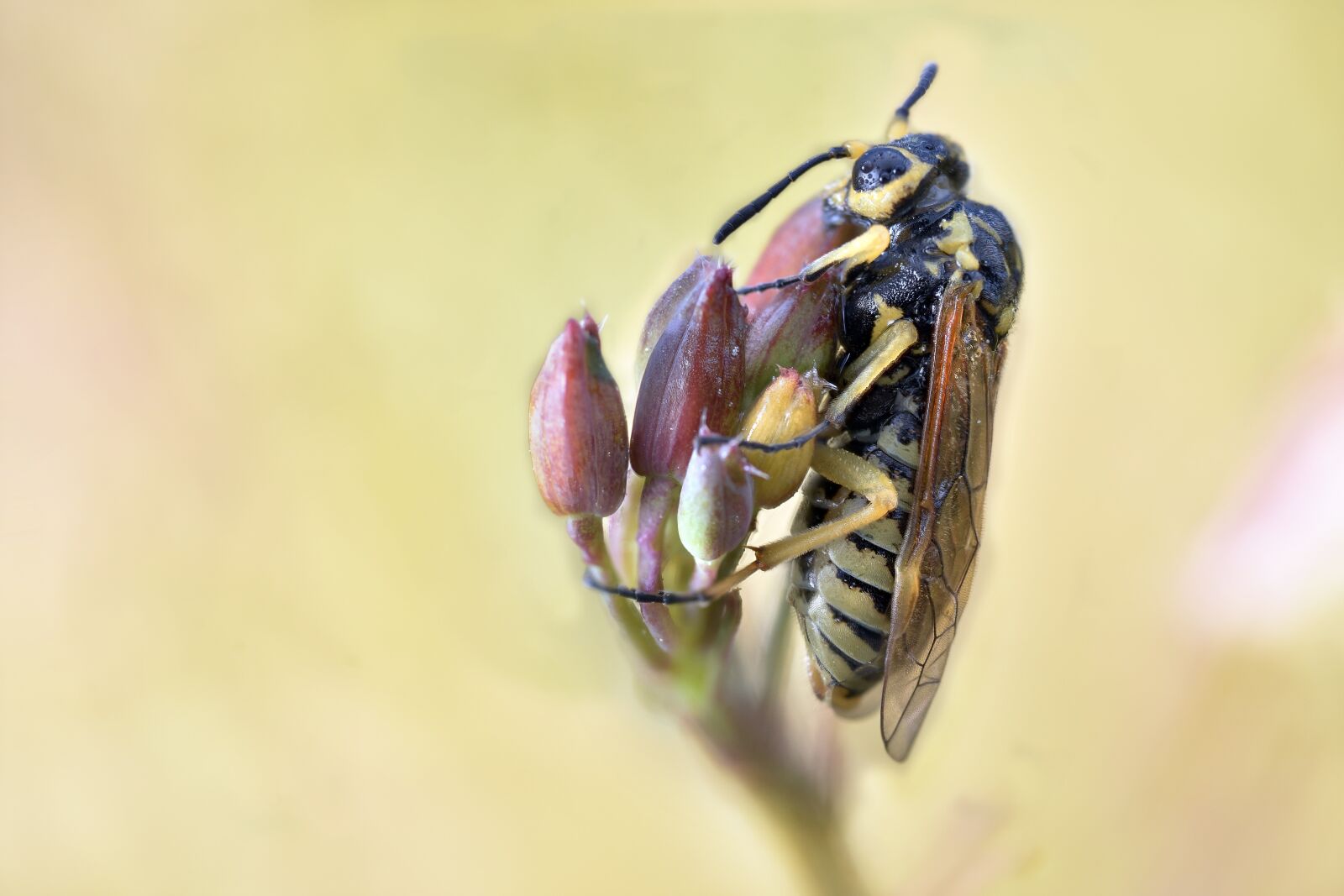 Nikon D7200 sample photo. Macro, bee, insect photography