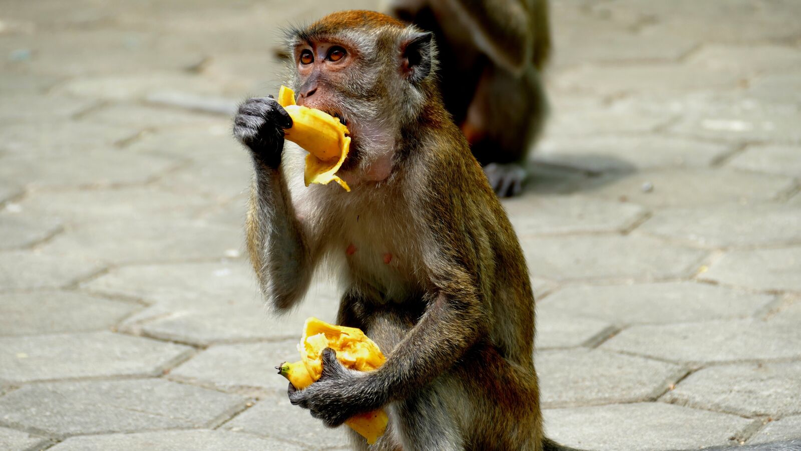 Panasonic Lumix DMC-FZ1000 sample photo. Ape, malaysia, mammal photography