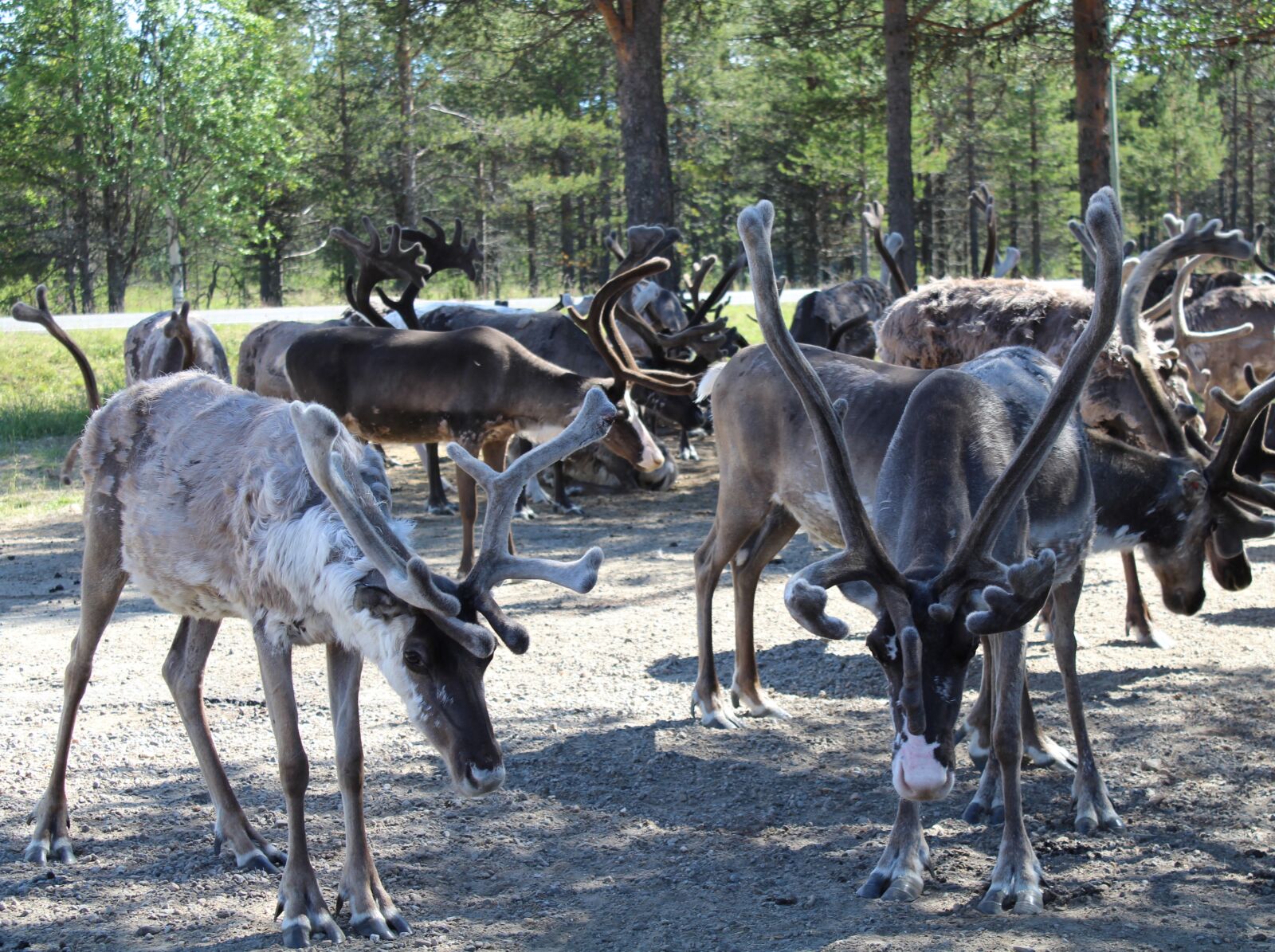 Canon EOS 1300D (EOS Rebel T6 / EOS Kiss X80) sample photo. Deers, herd, animals photography