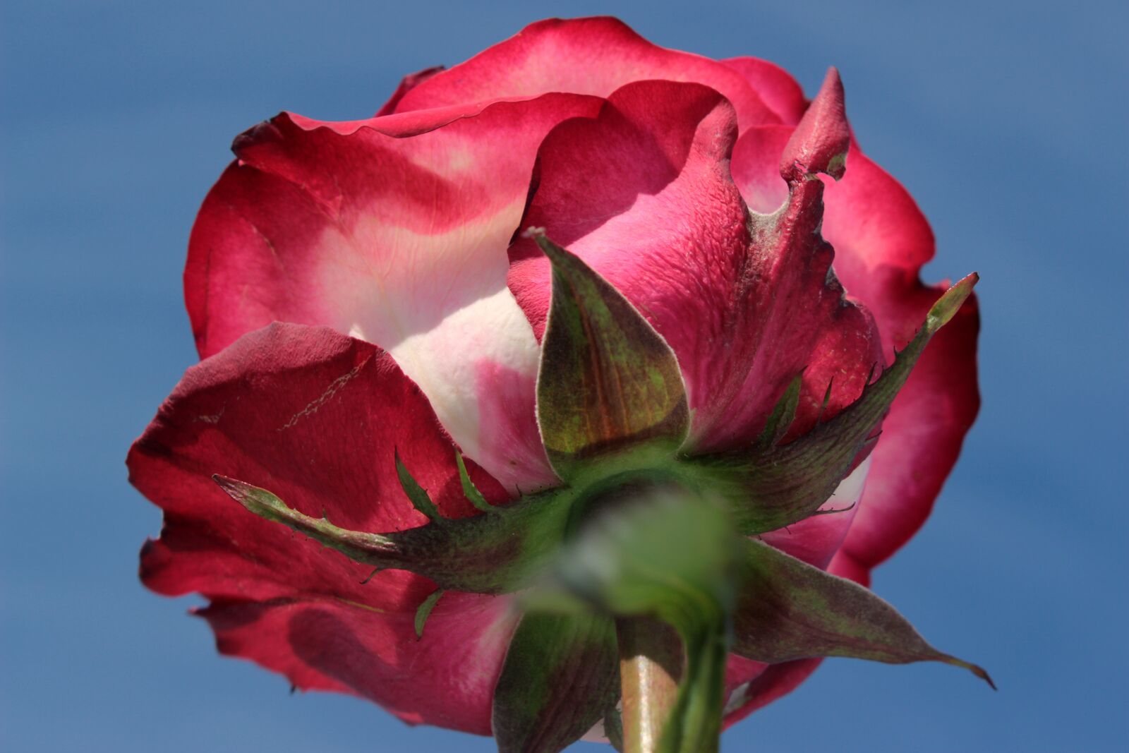 Canon EOS 650D (EOS Rebel T4i / EOS Kiss X6i) sample photo. Rose, pink rose, from photography