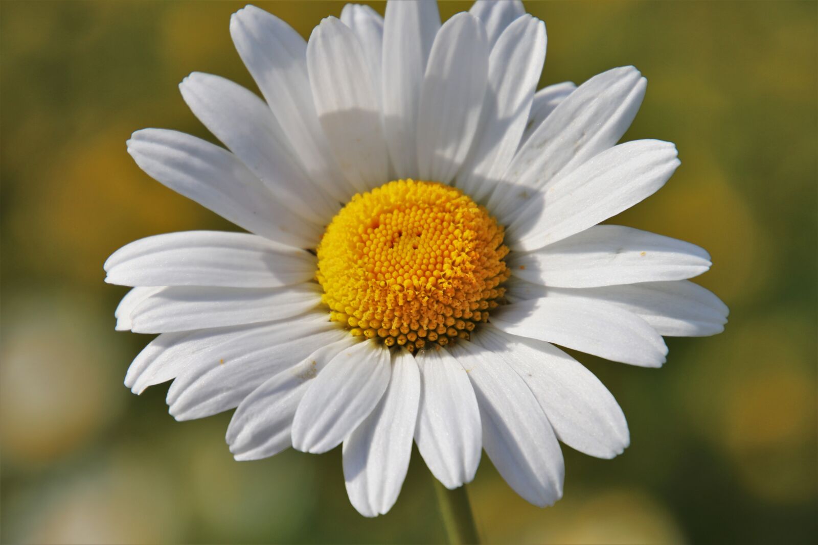 Canon EOS 80D sample photo. Meadows, camomile, the smell photography