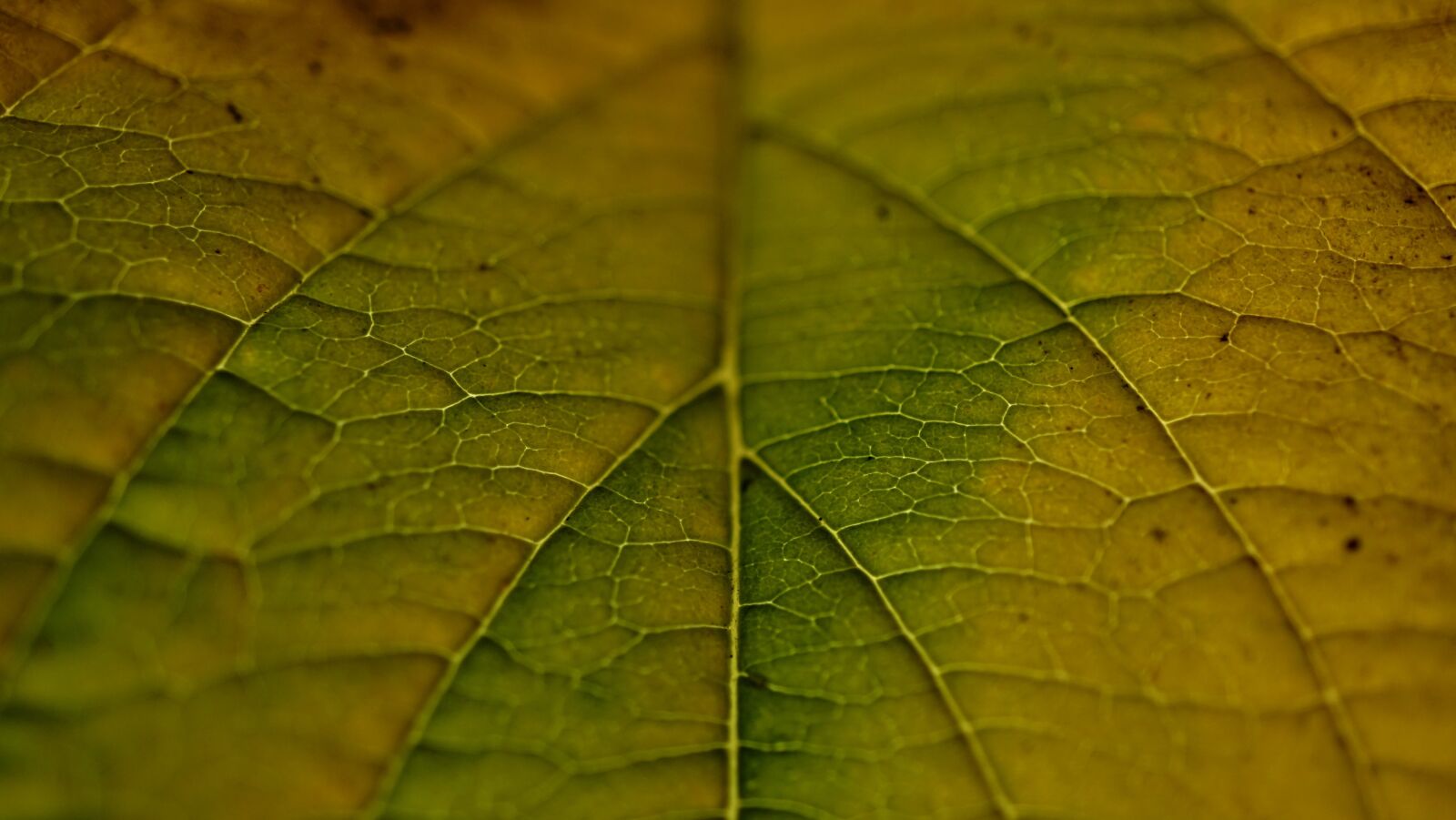 Sony E 30mm F3.5 Macro sample photo. Background, autumn, leaf photography