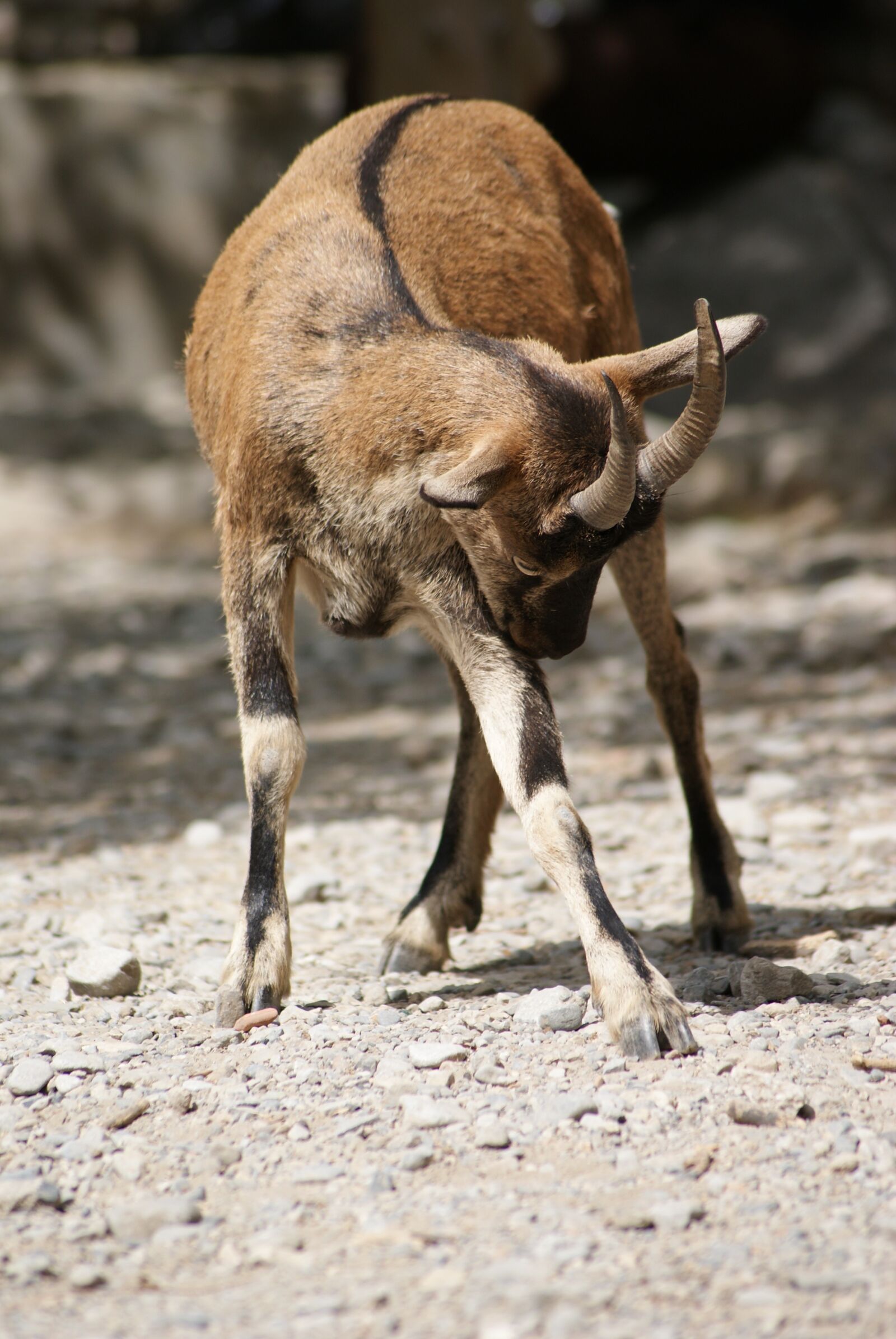 Sony Alpha DSLR-A300 sample photo. Animal, goat, sarna photography