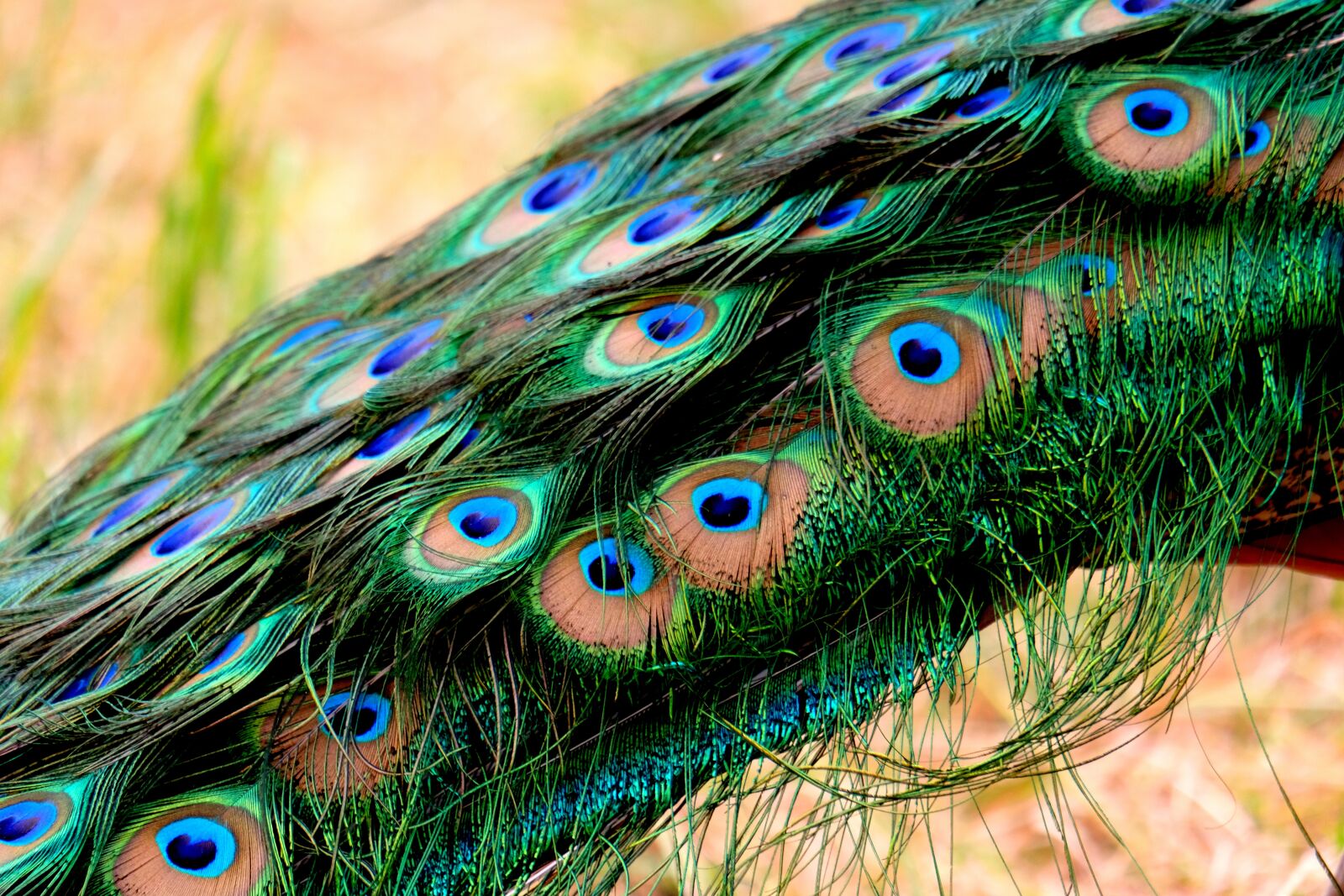Fujifilm X-T20 sample photo. Plumage, peacock, feather photography